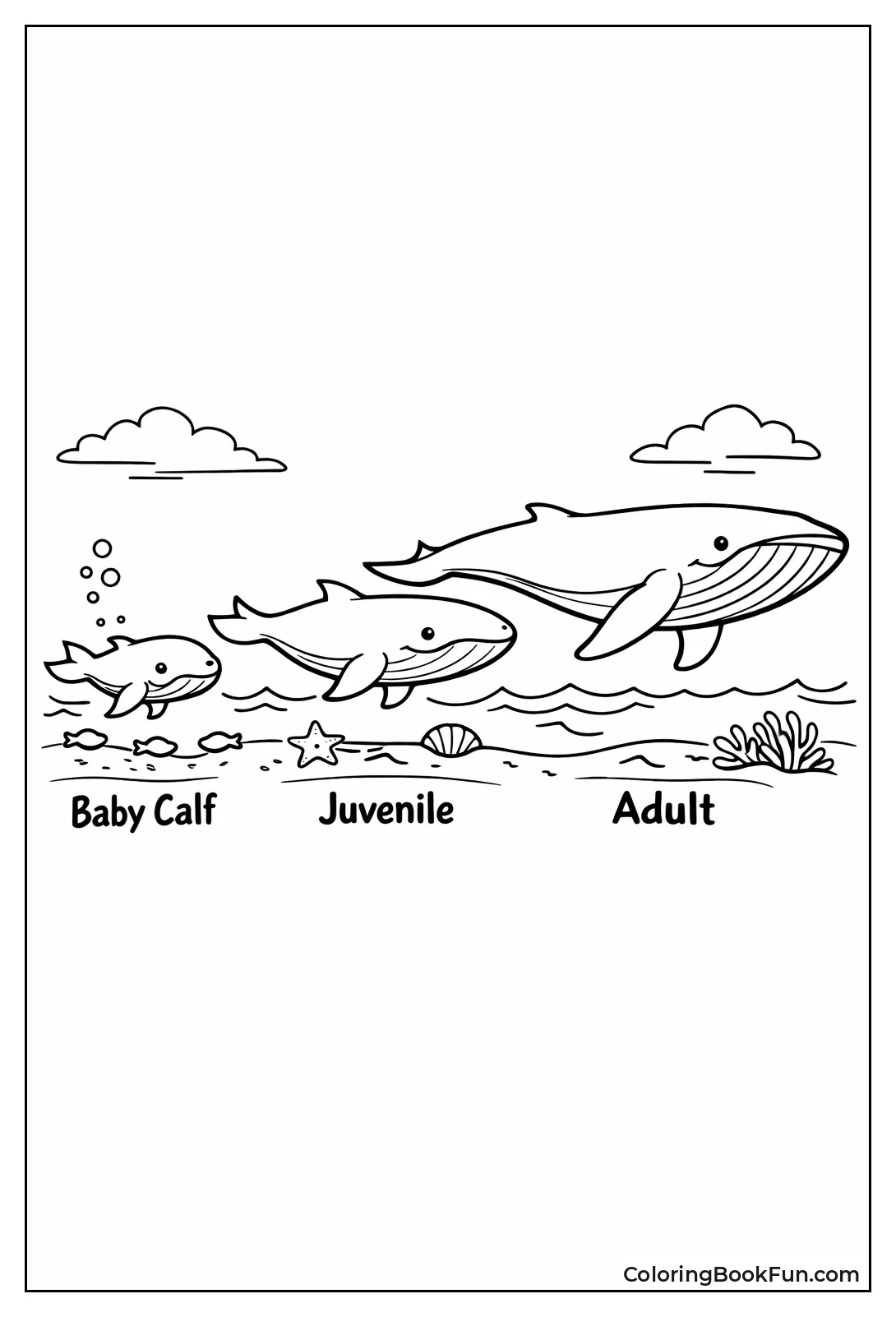 Whale Life Cycle Stages