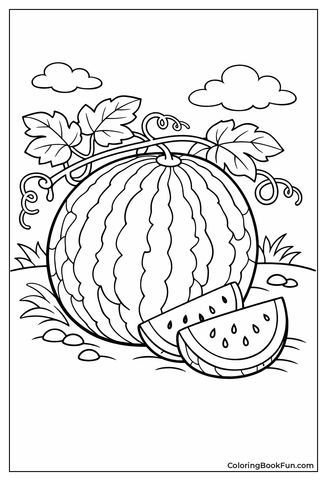 Watermelon Growing on Vine