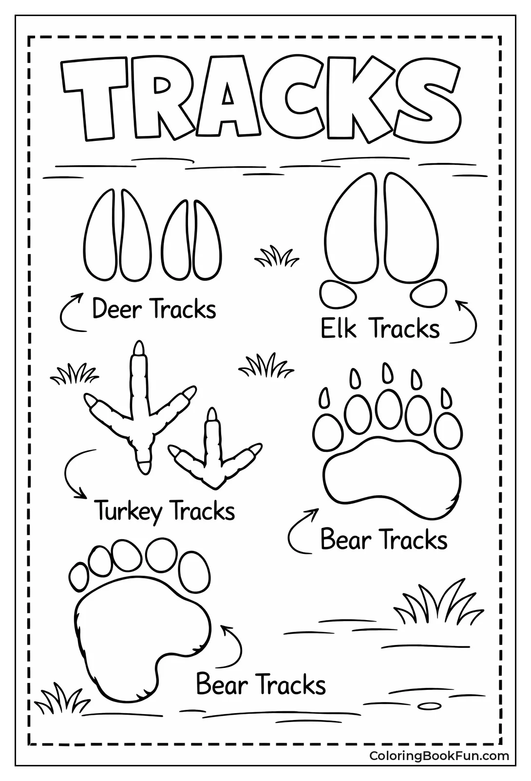 Animal Tracks in Forest Dirt