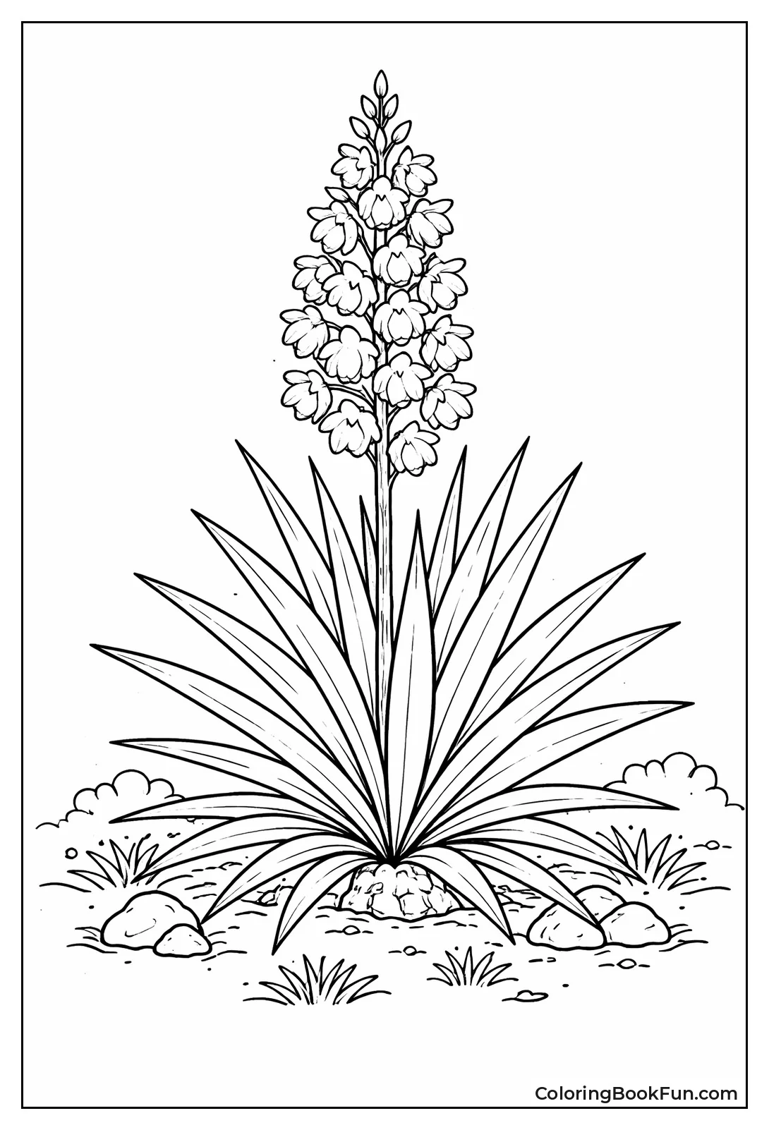 Yucca Plant with Sword Leaves