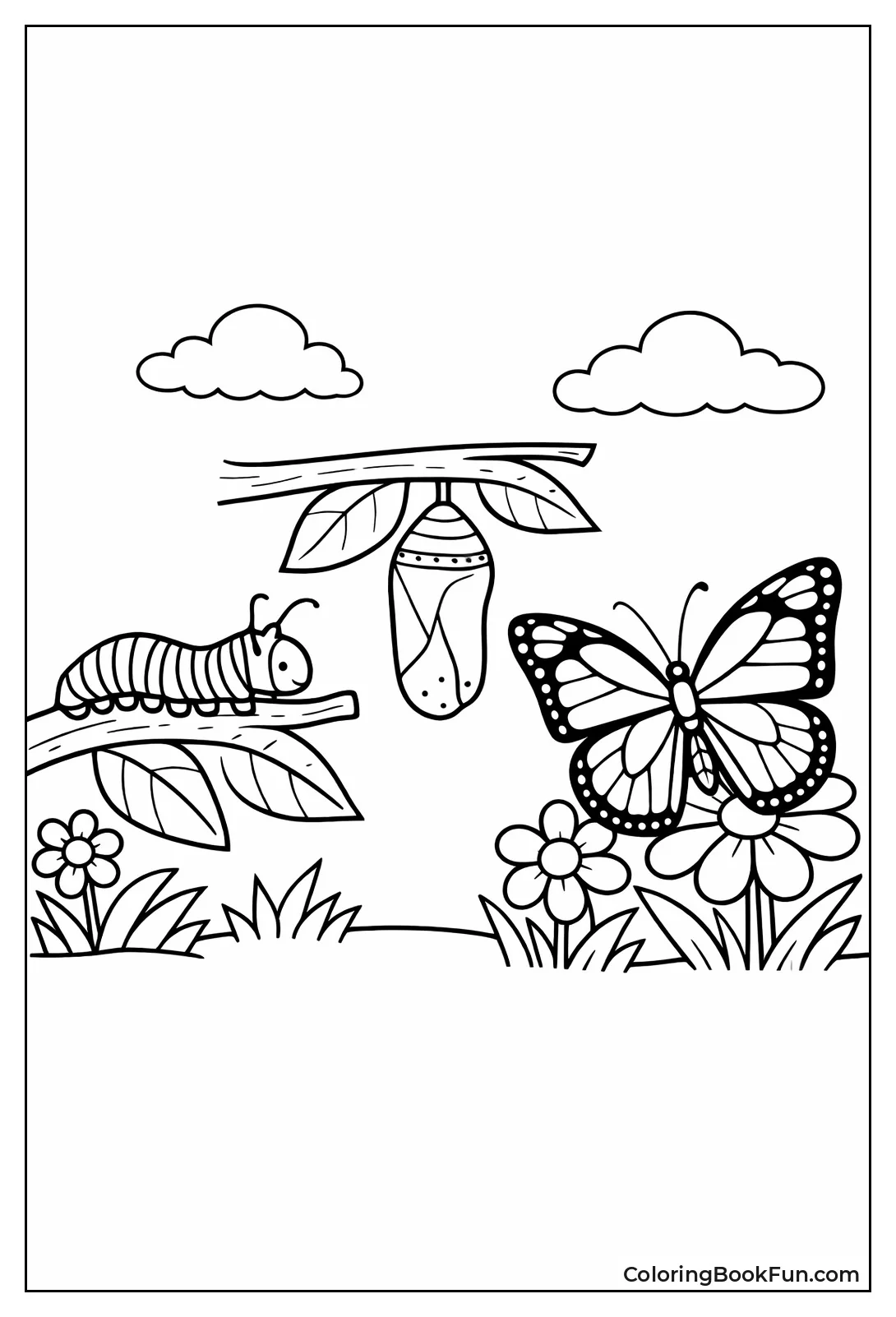 Butterfly Life Cycle Stages