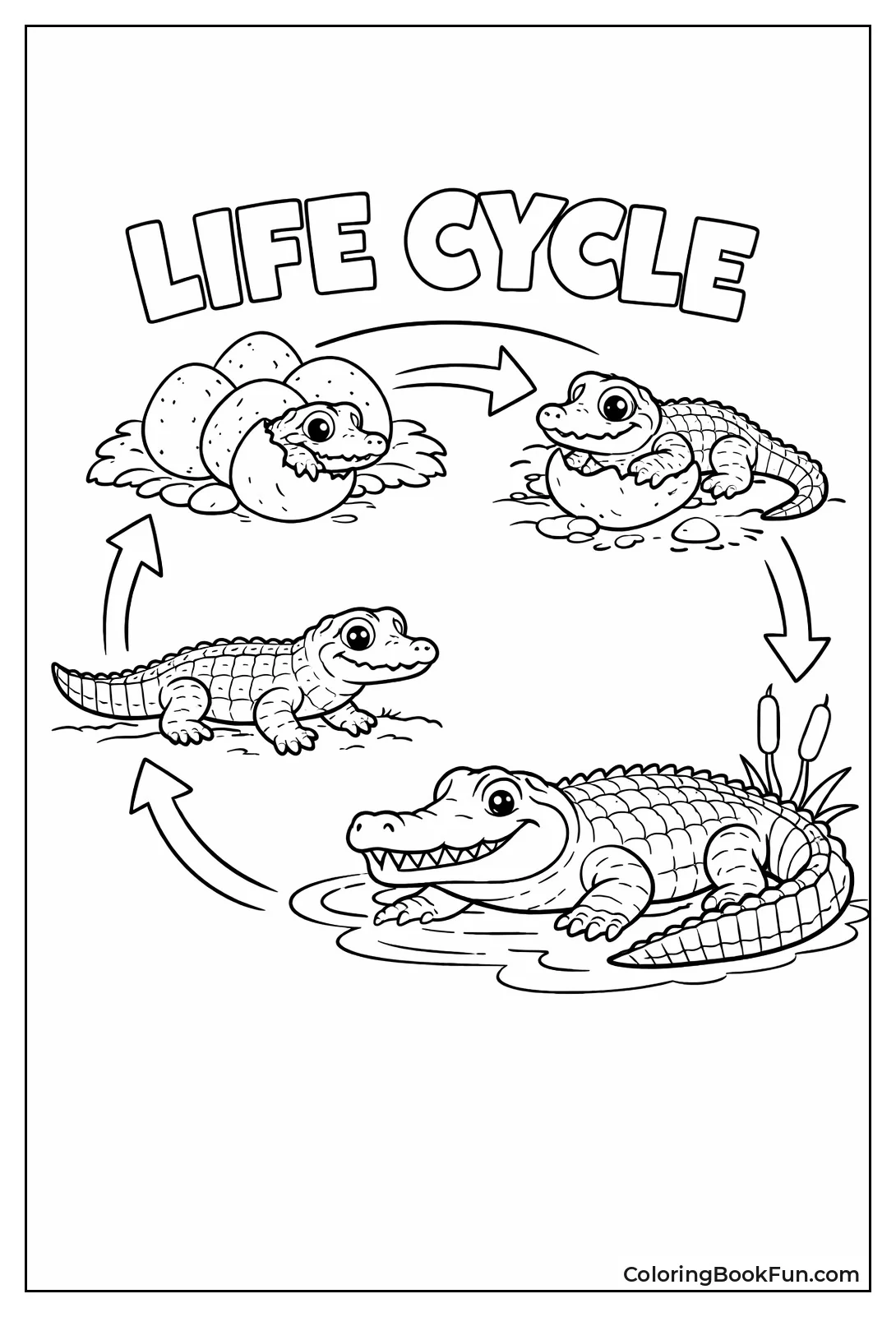 Life Cycle Diagram