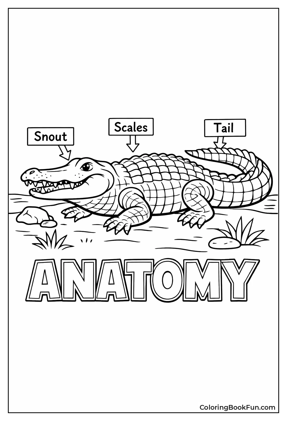 Vintage Naturalist Sketch