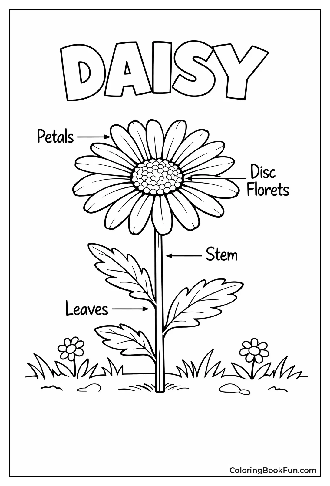 Anatomy of a Daisy