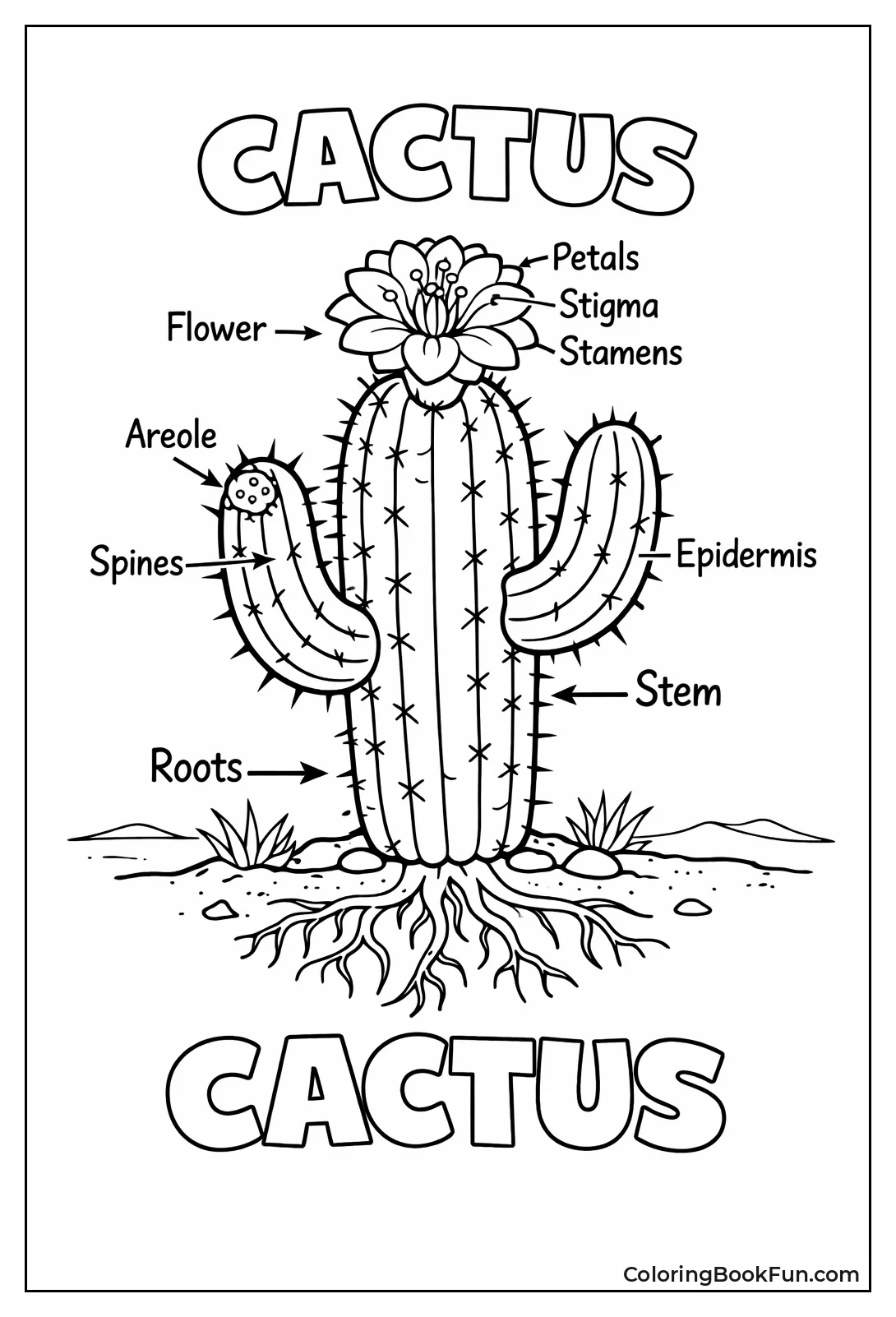 Cactus Anatomy Diagram