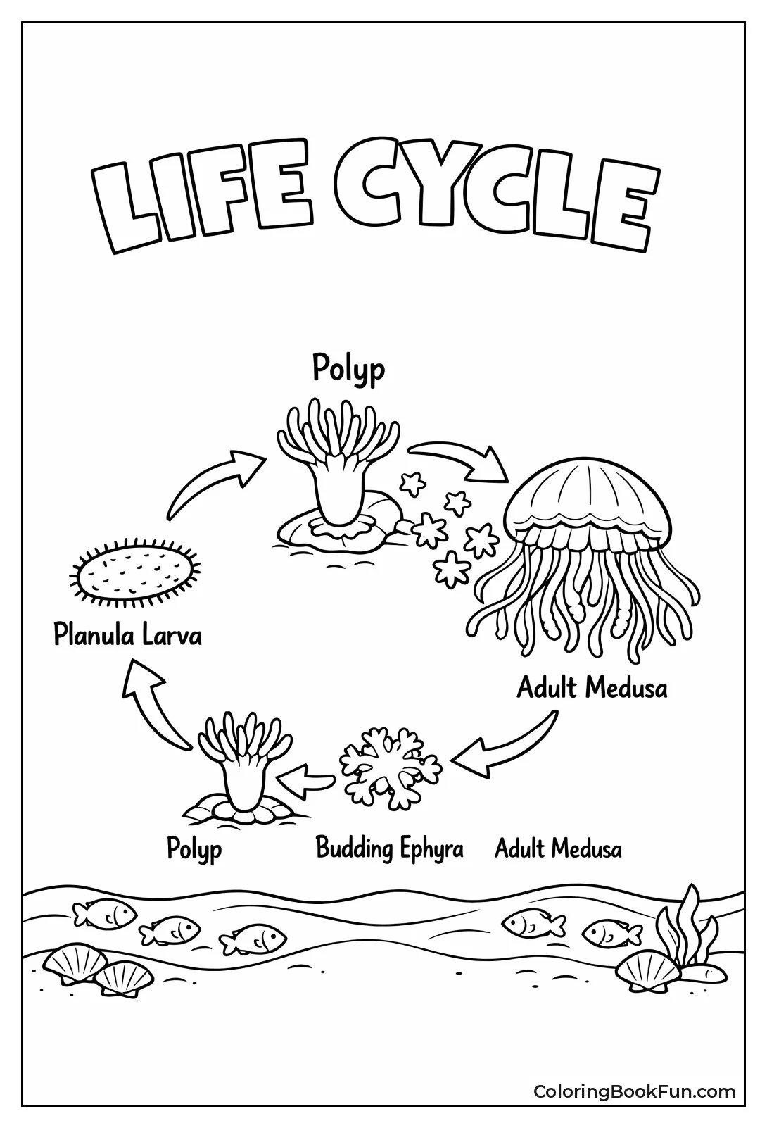 Jellyfish Life Cycle