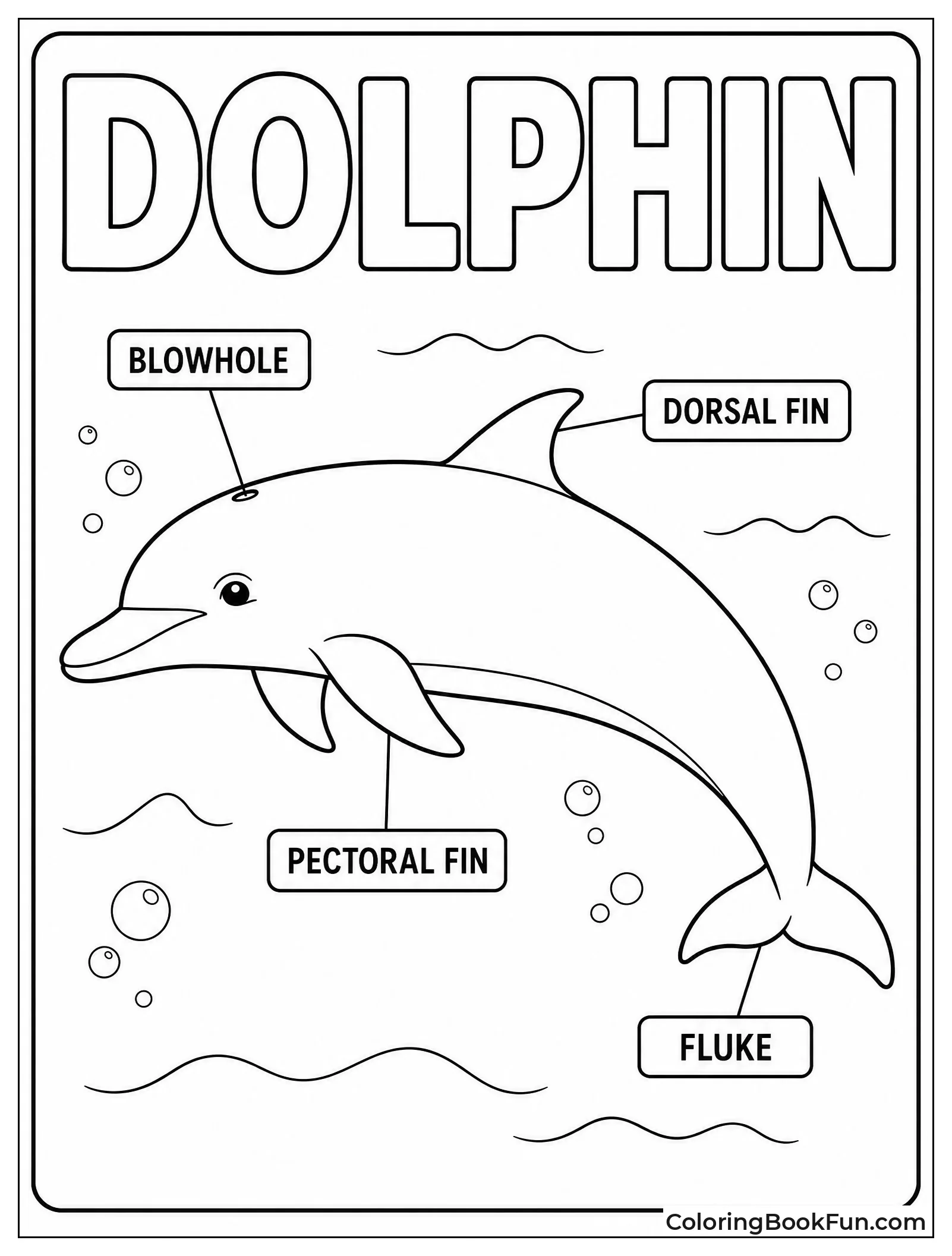 Diagram Labels Dolphin Body Parts