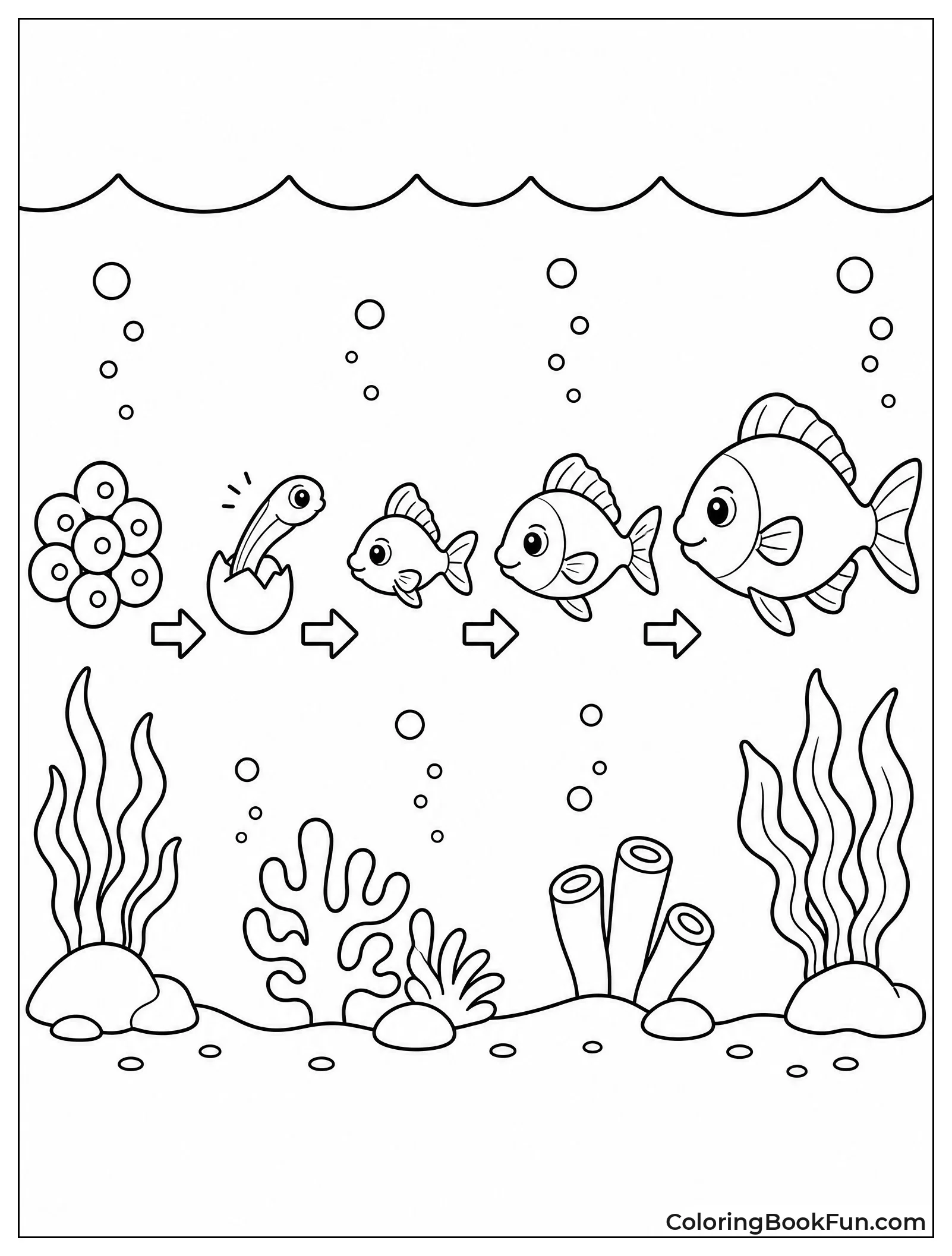 Fish Grows from Egg to Adult