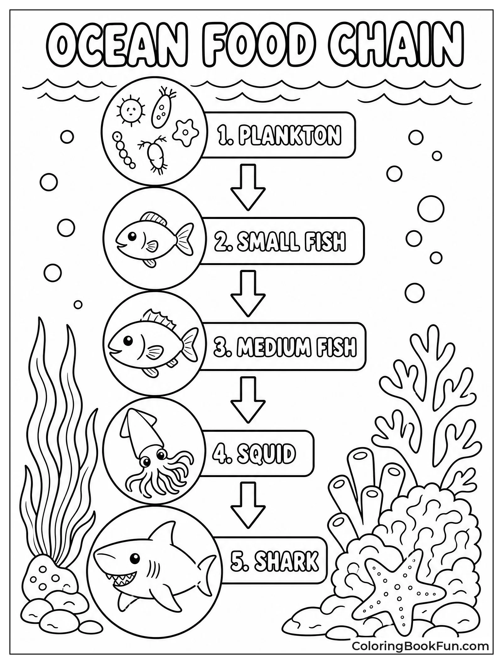Diagram Connects Ocean Food Chain