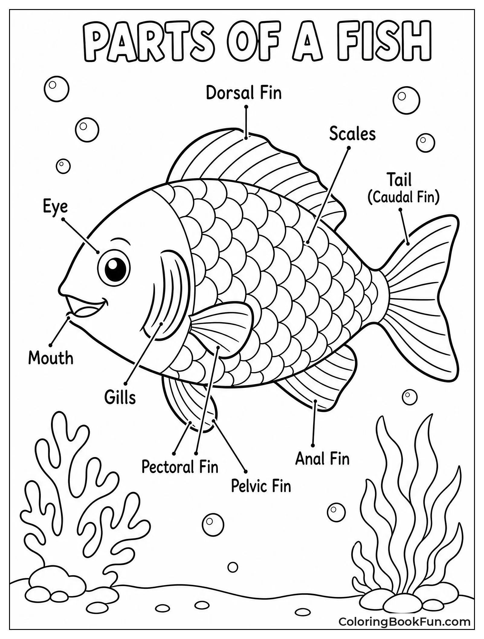 Diagram Labels Fish Body Parts