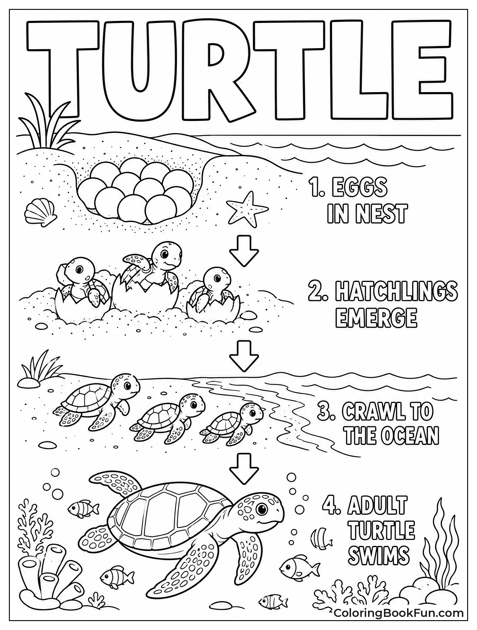 Turtle Hatches and Swims Away