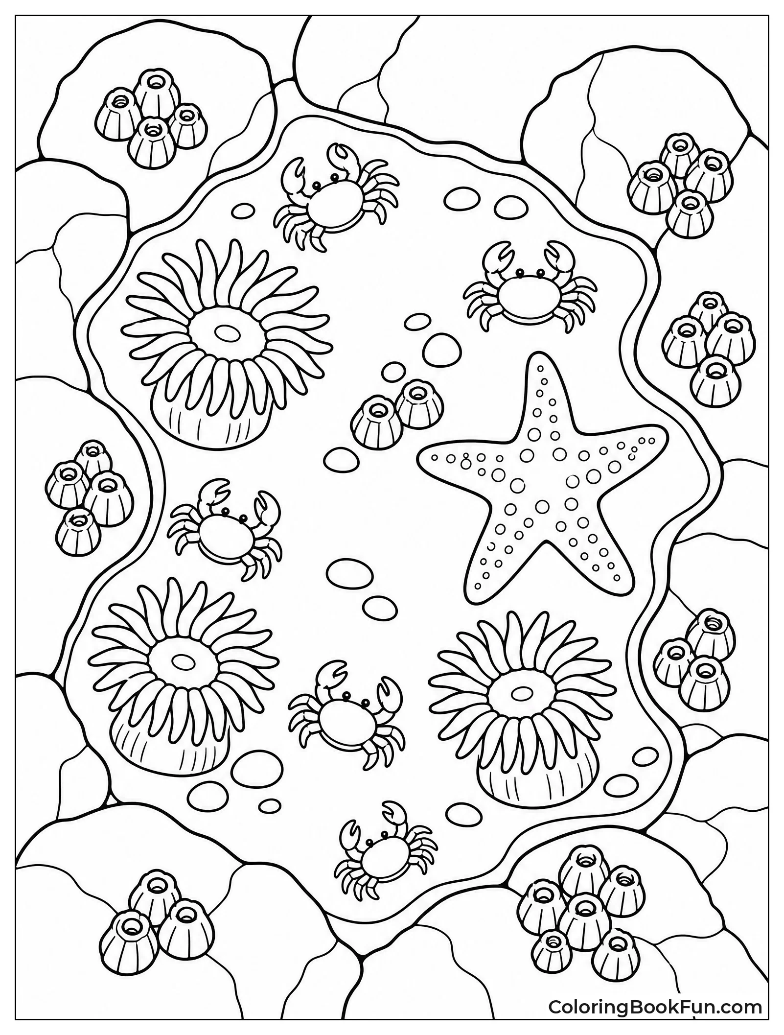 Tide Pool Shows Tiny Creatures