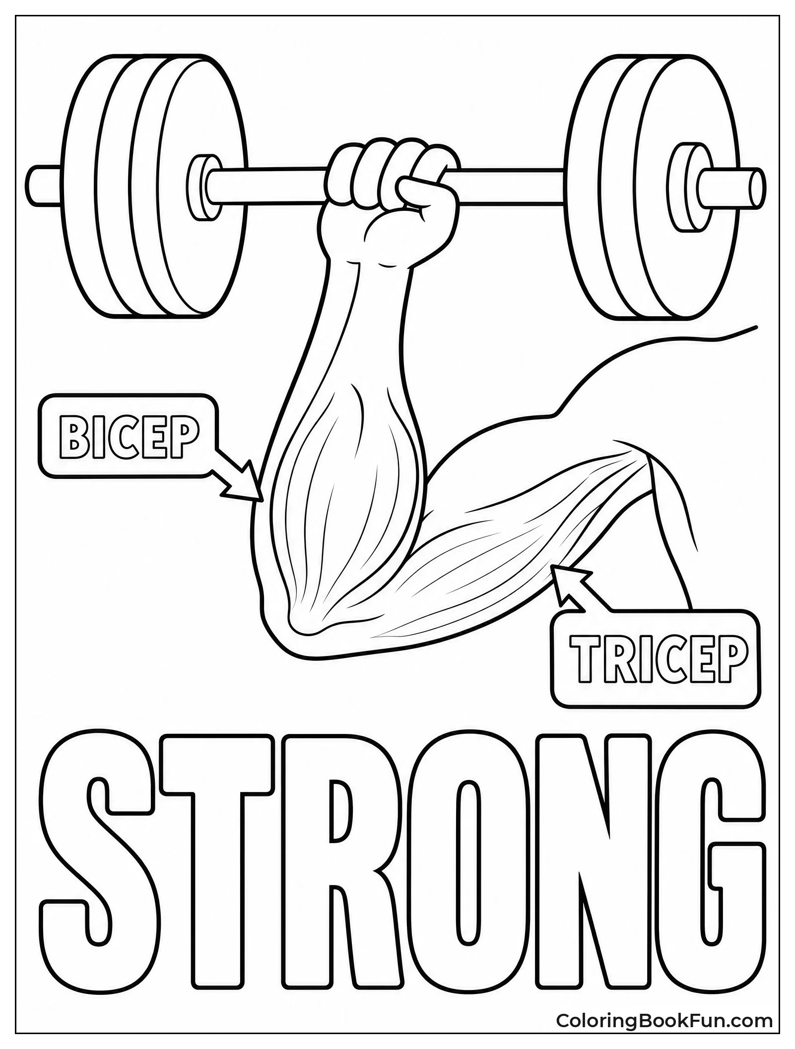 Arm Curls Heavy Barbell
