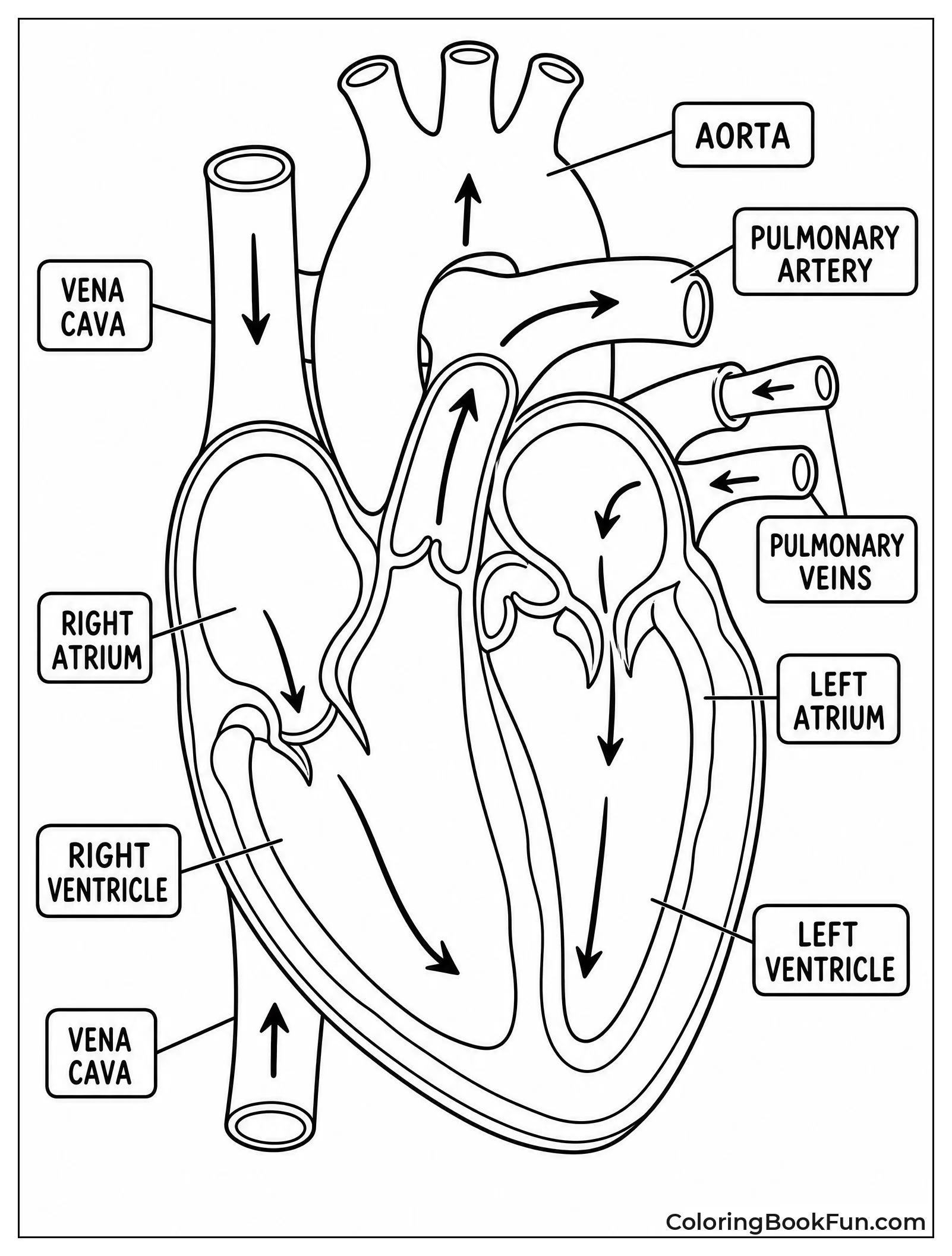 Arrows Show Blood Flow In Heart