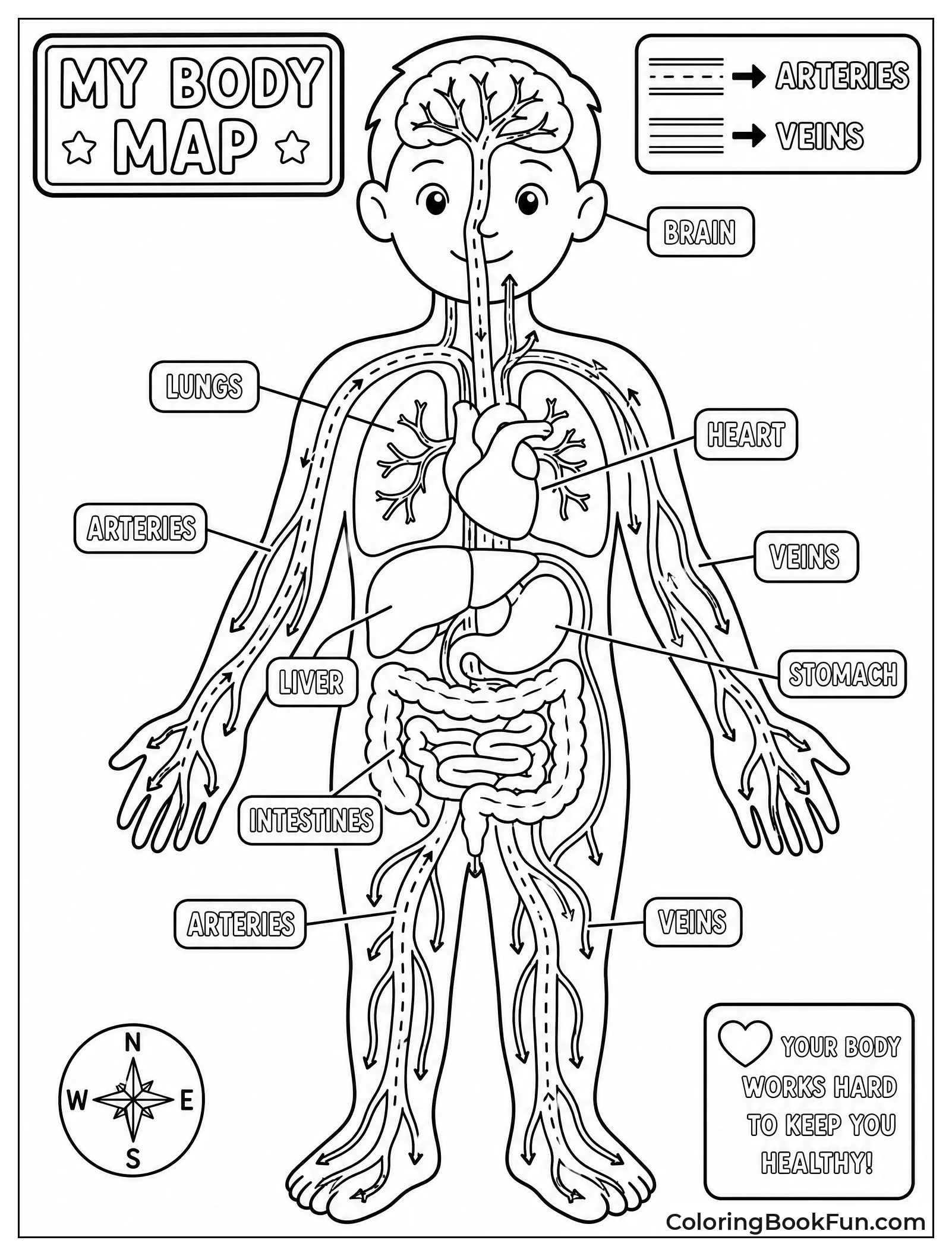 Body Map Shows Blood Highways