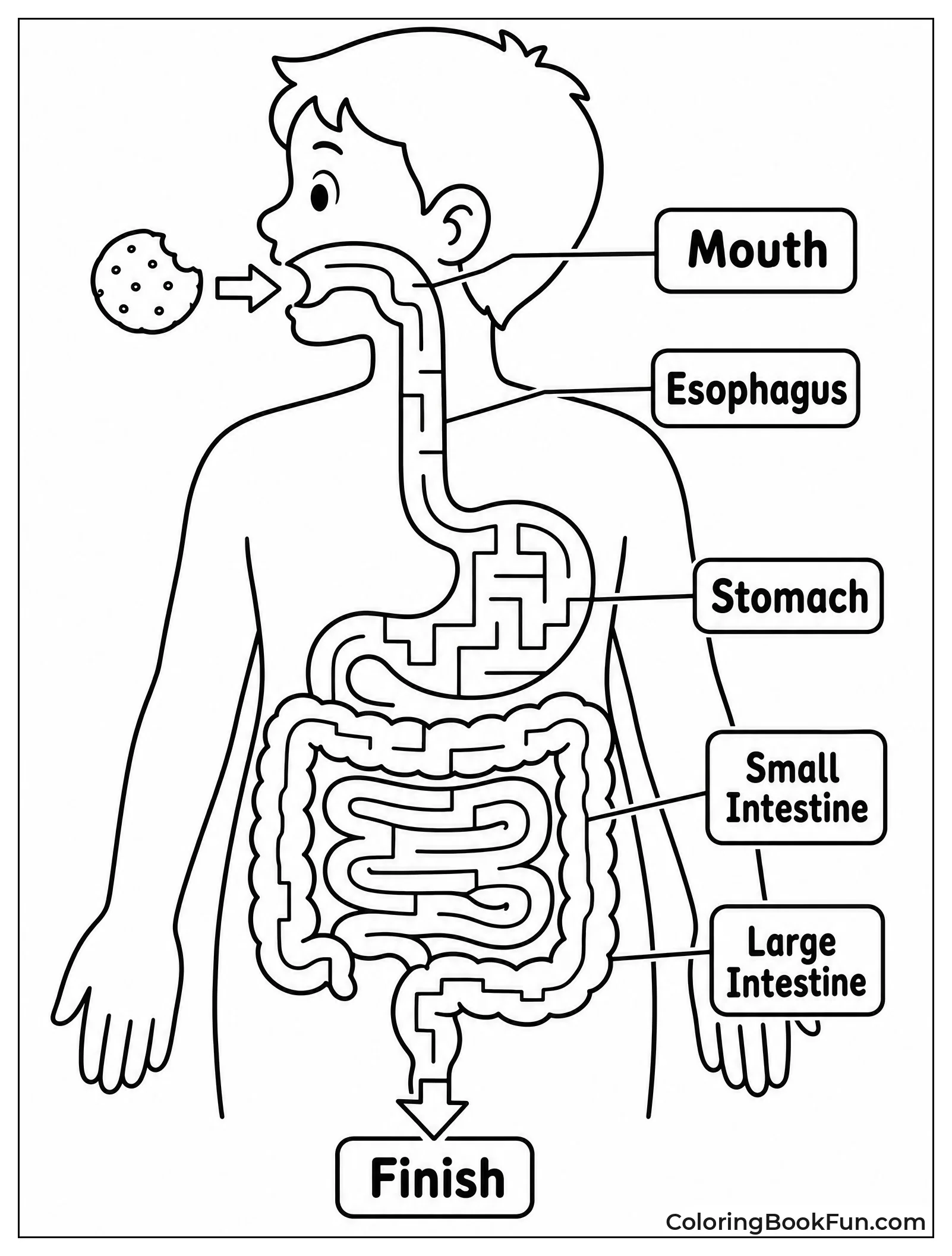 Food Travels Through Digestive Maze