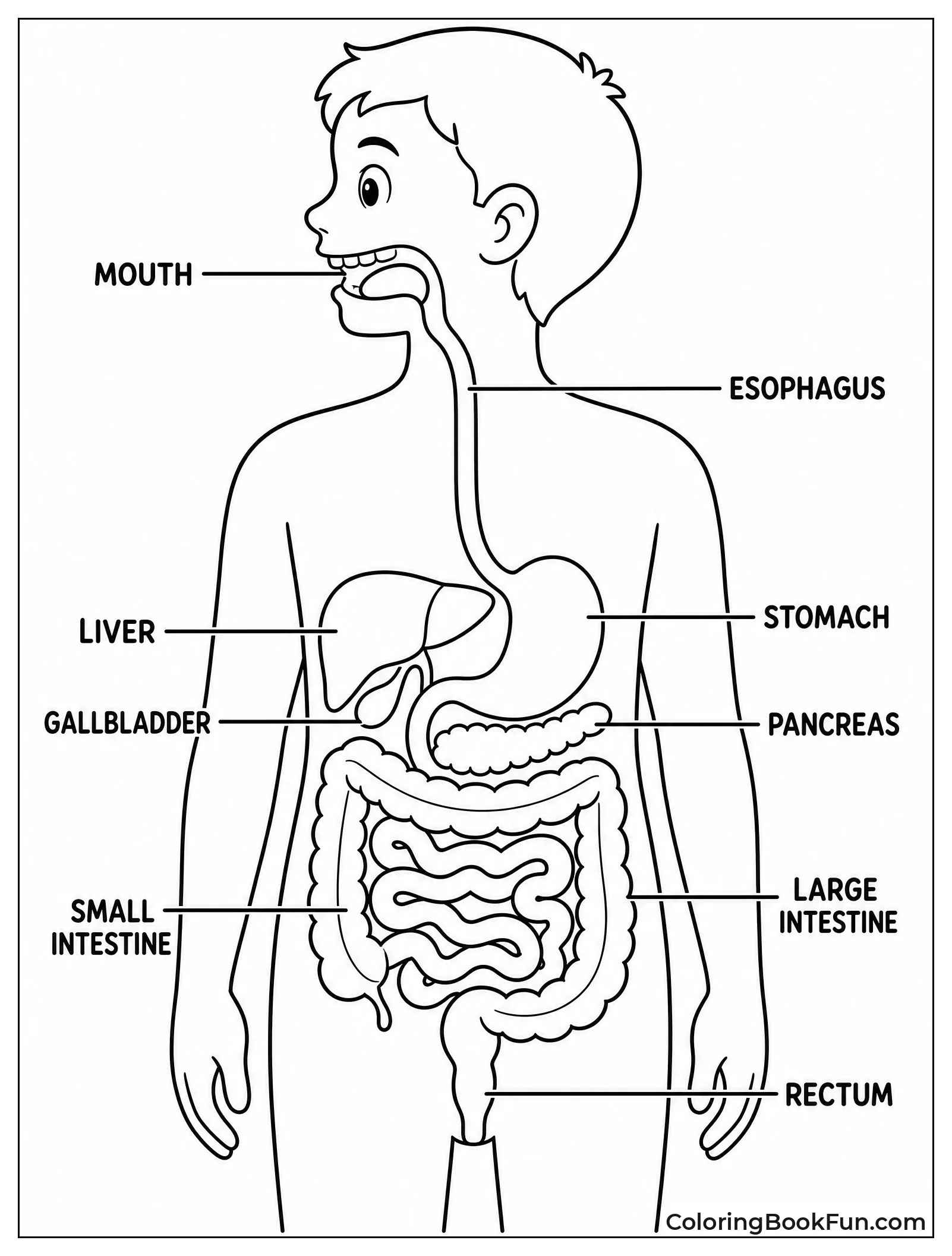 Digestive Tract From Mouth Down