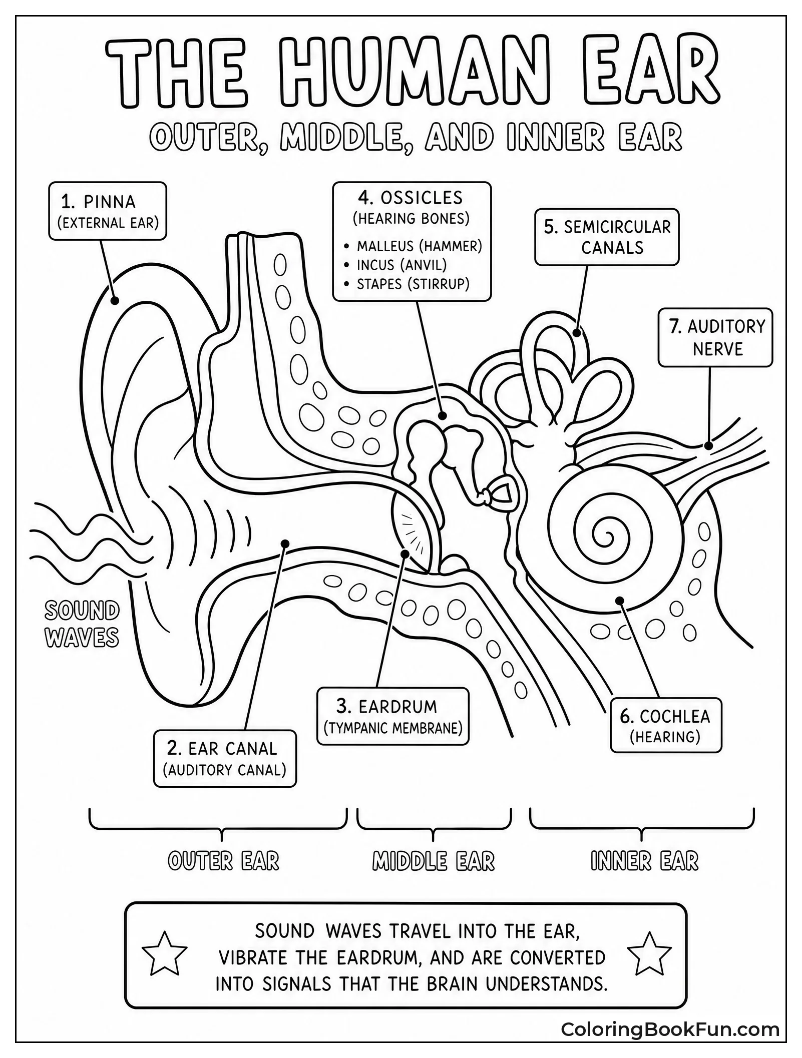 Sound Waves Enter the Ear