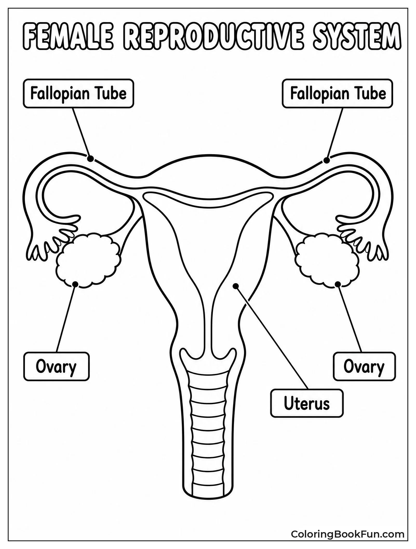 Female Reproductive System With Labels
