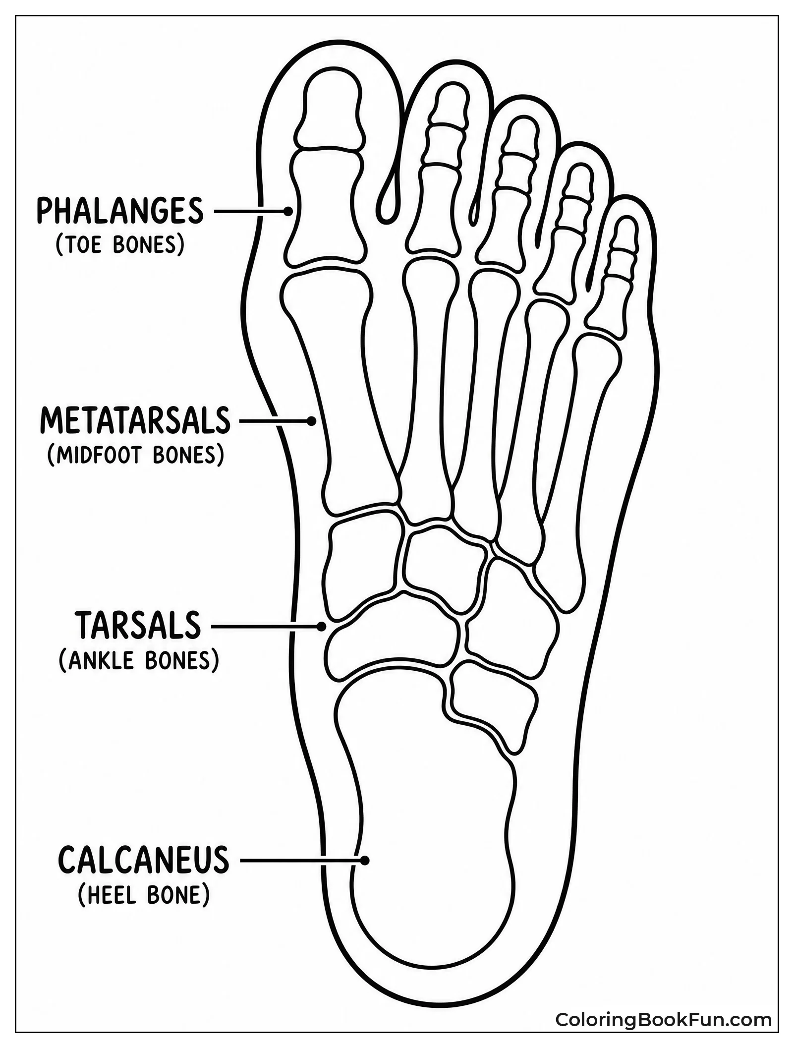 Footprint With Bones Inside