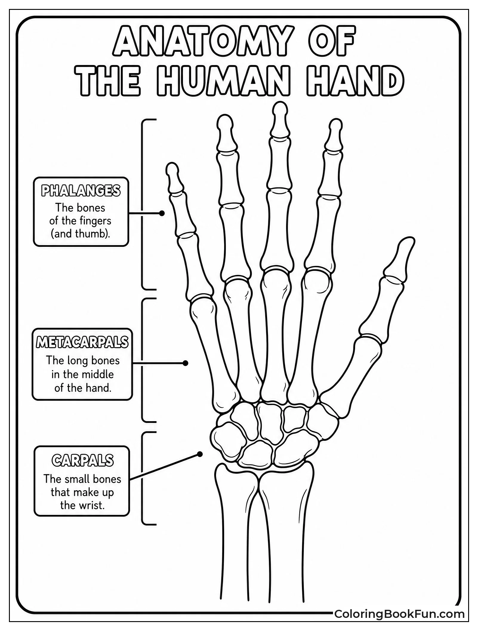 Detailed Bones Fill the Hand