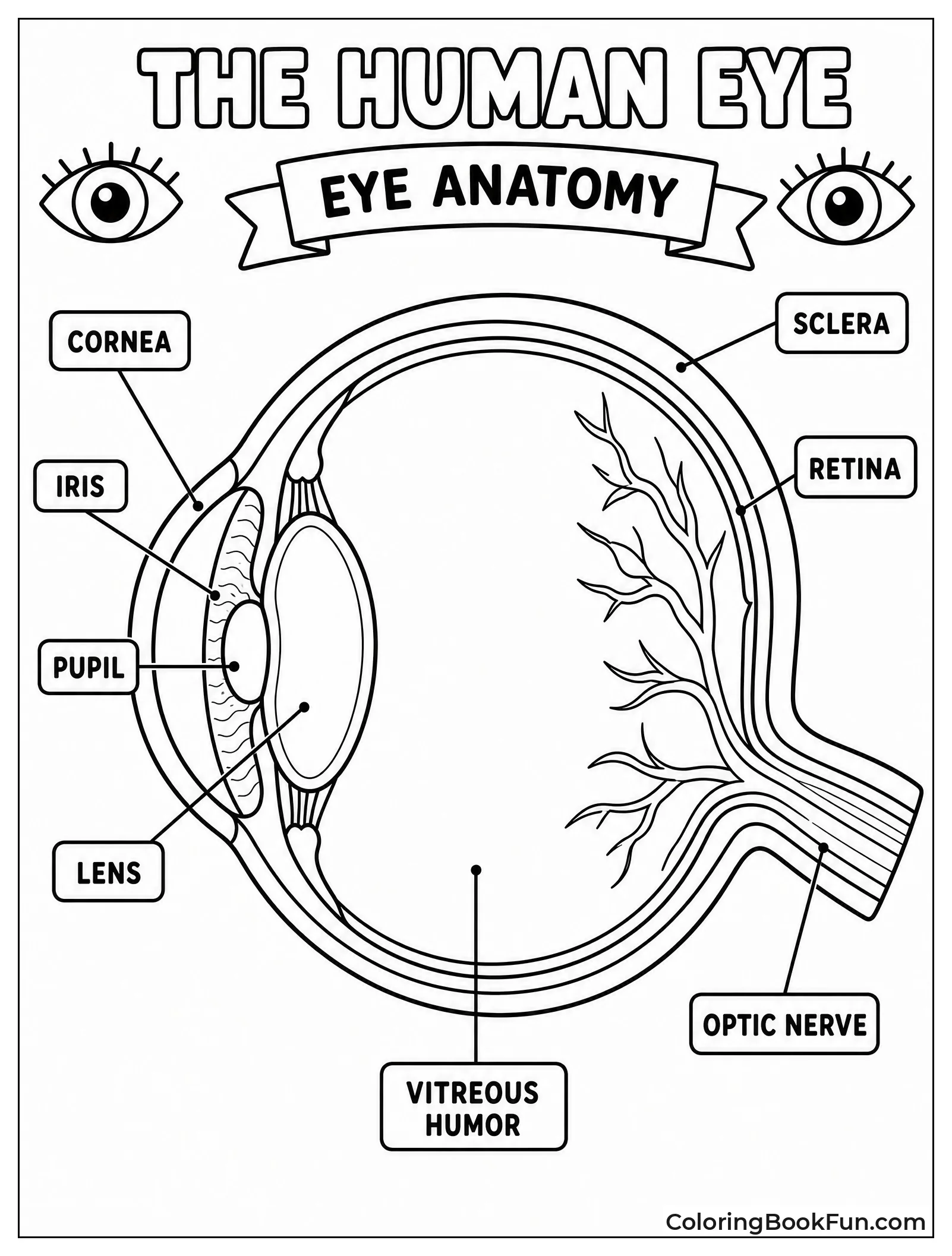 Detailed Diagram Of Human Eye