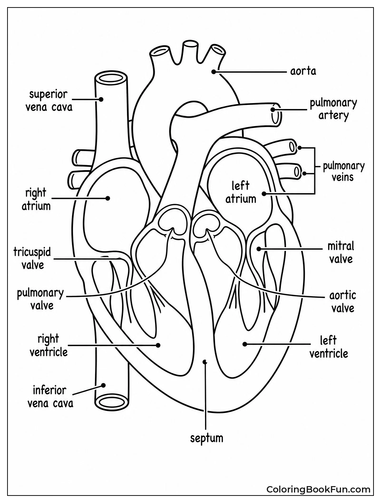 Labeled Heart Shows Chambers And Vessels