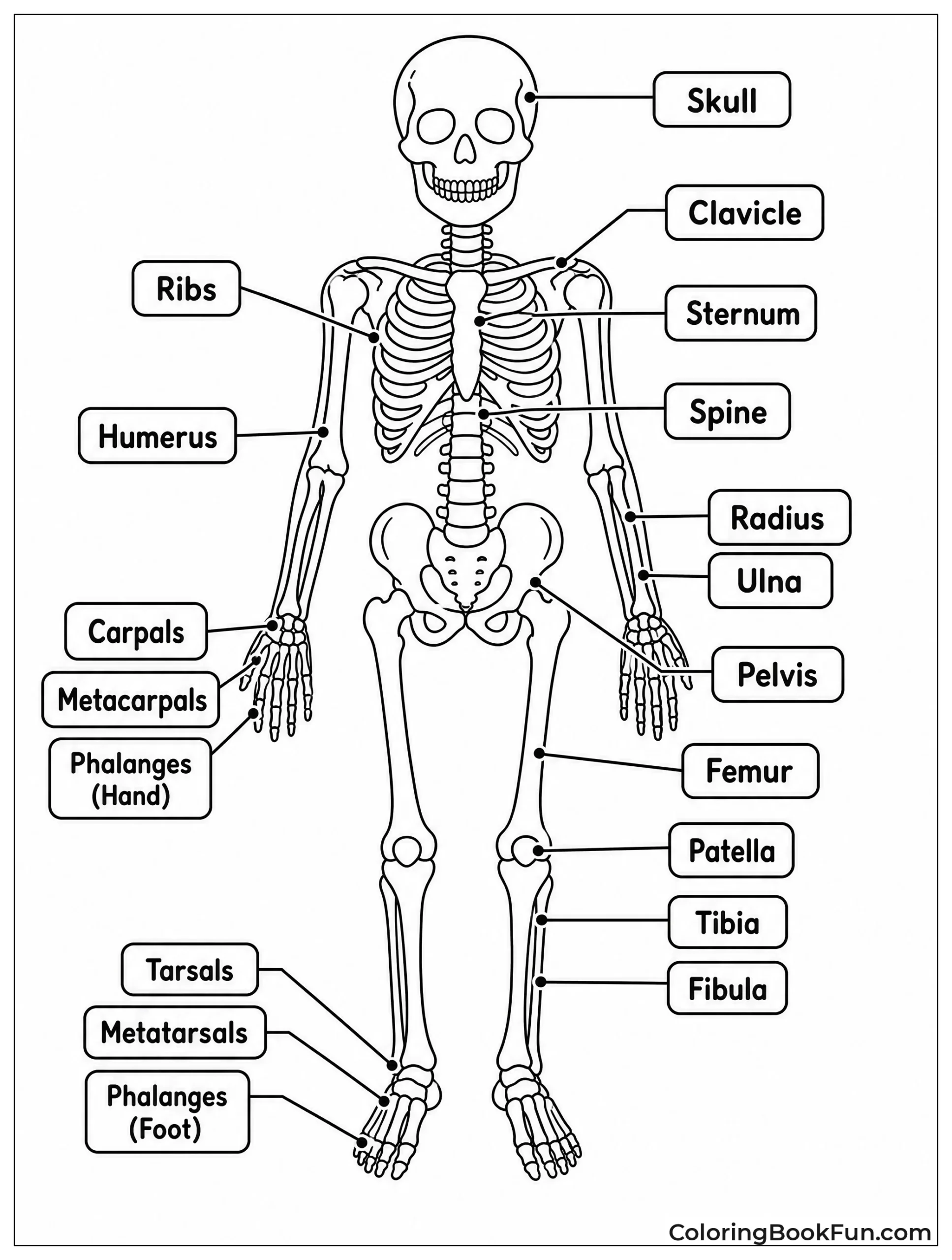 Front View Of Human Skeleton