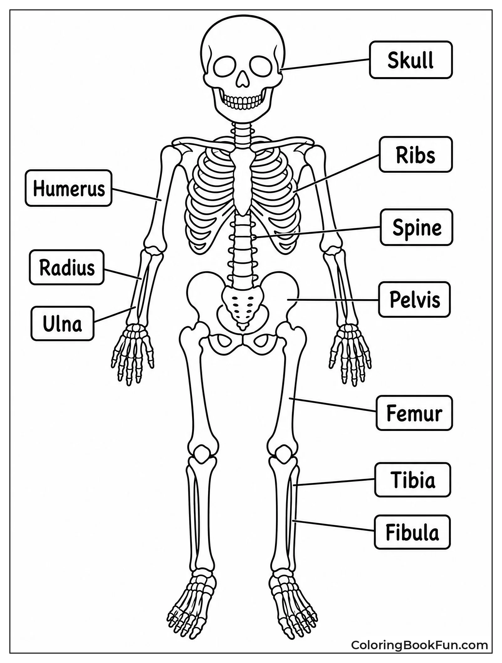 Front View Of Human Skeleton