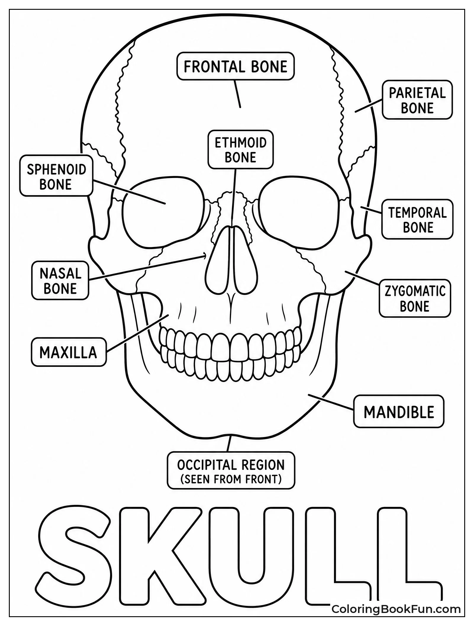 Front View Of Skull Bones