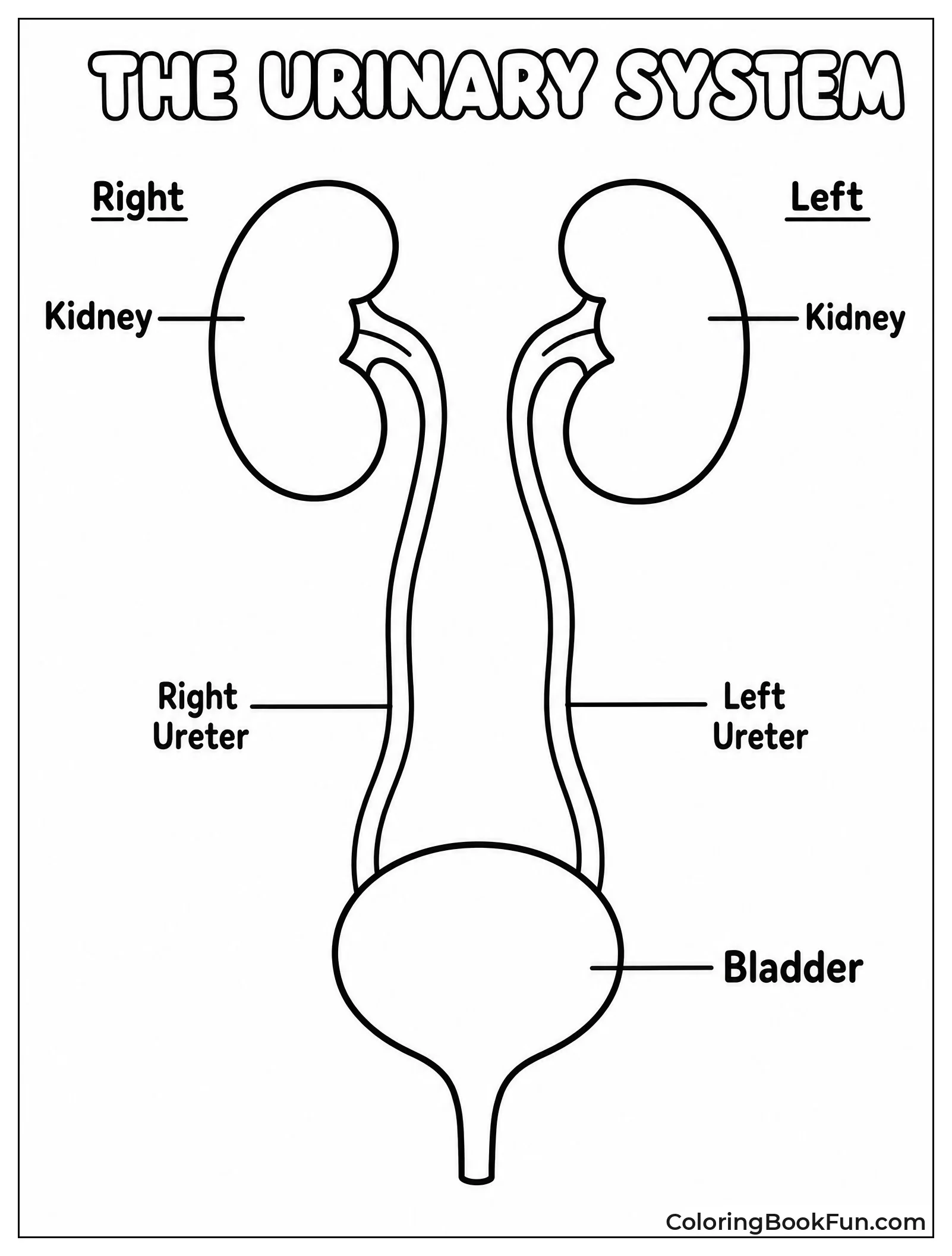 Kidneys And Bladder Diagram