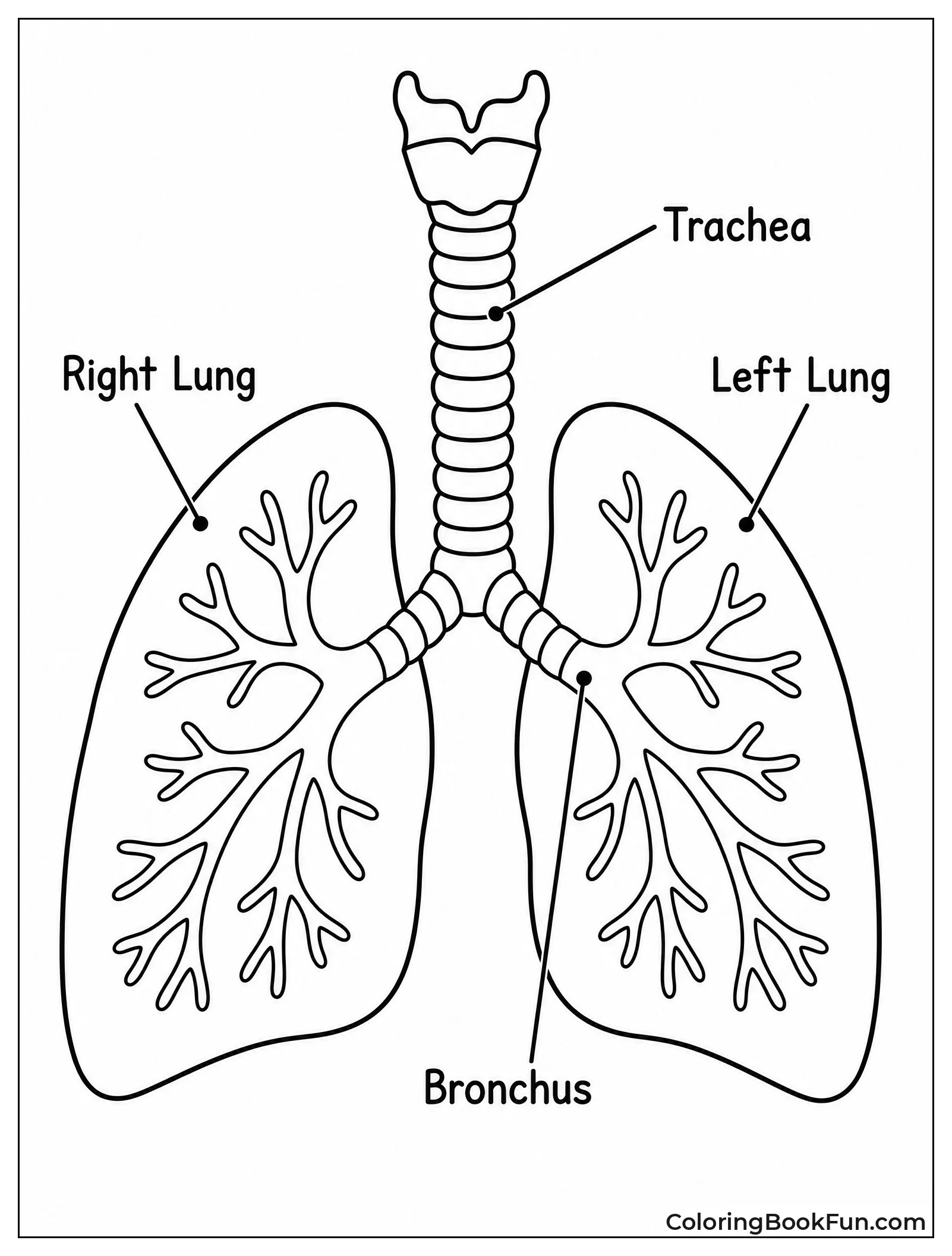 Lungs And Trachea Front View