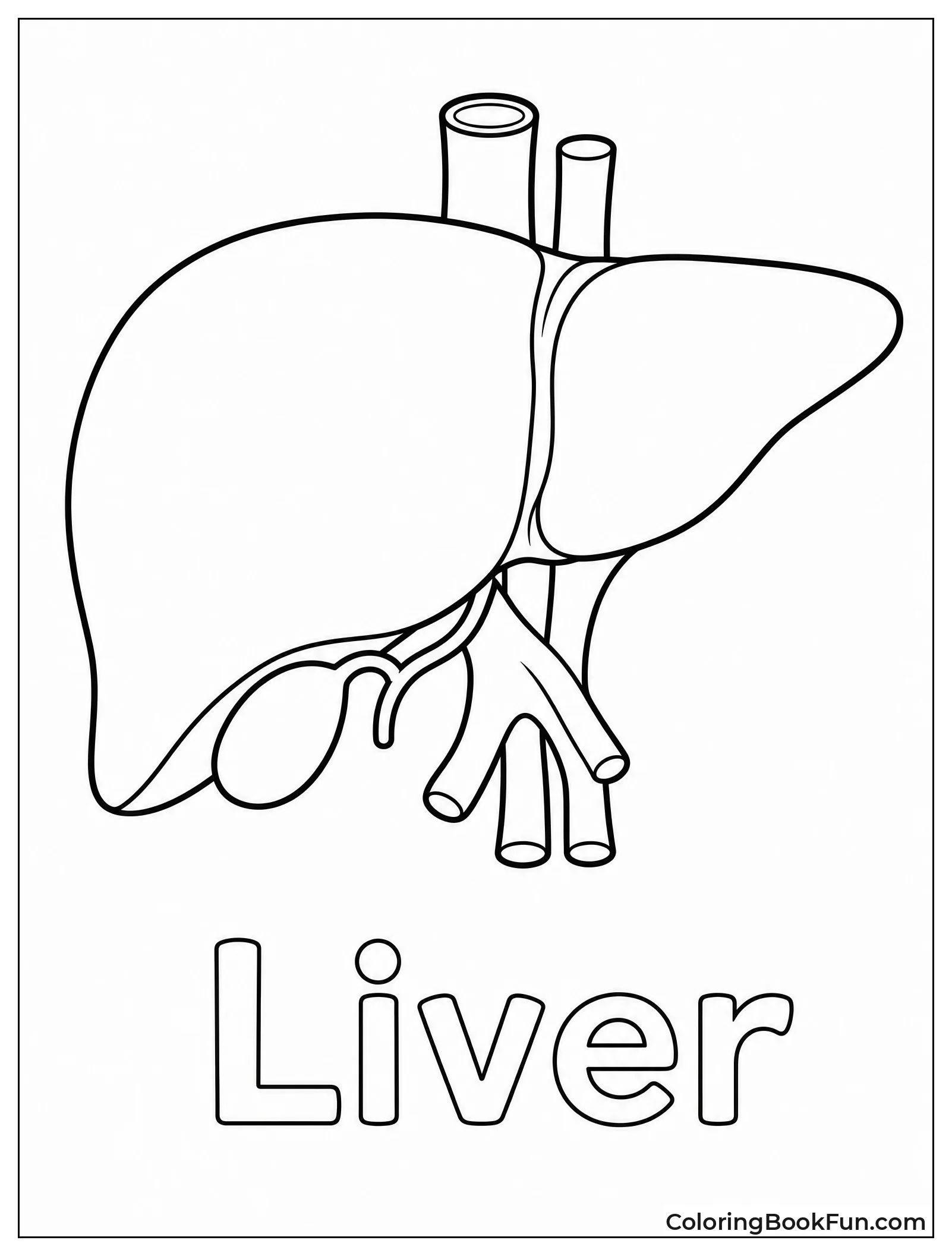 Liver Flashcard For Easy Learning