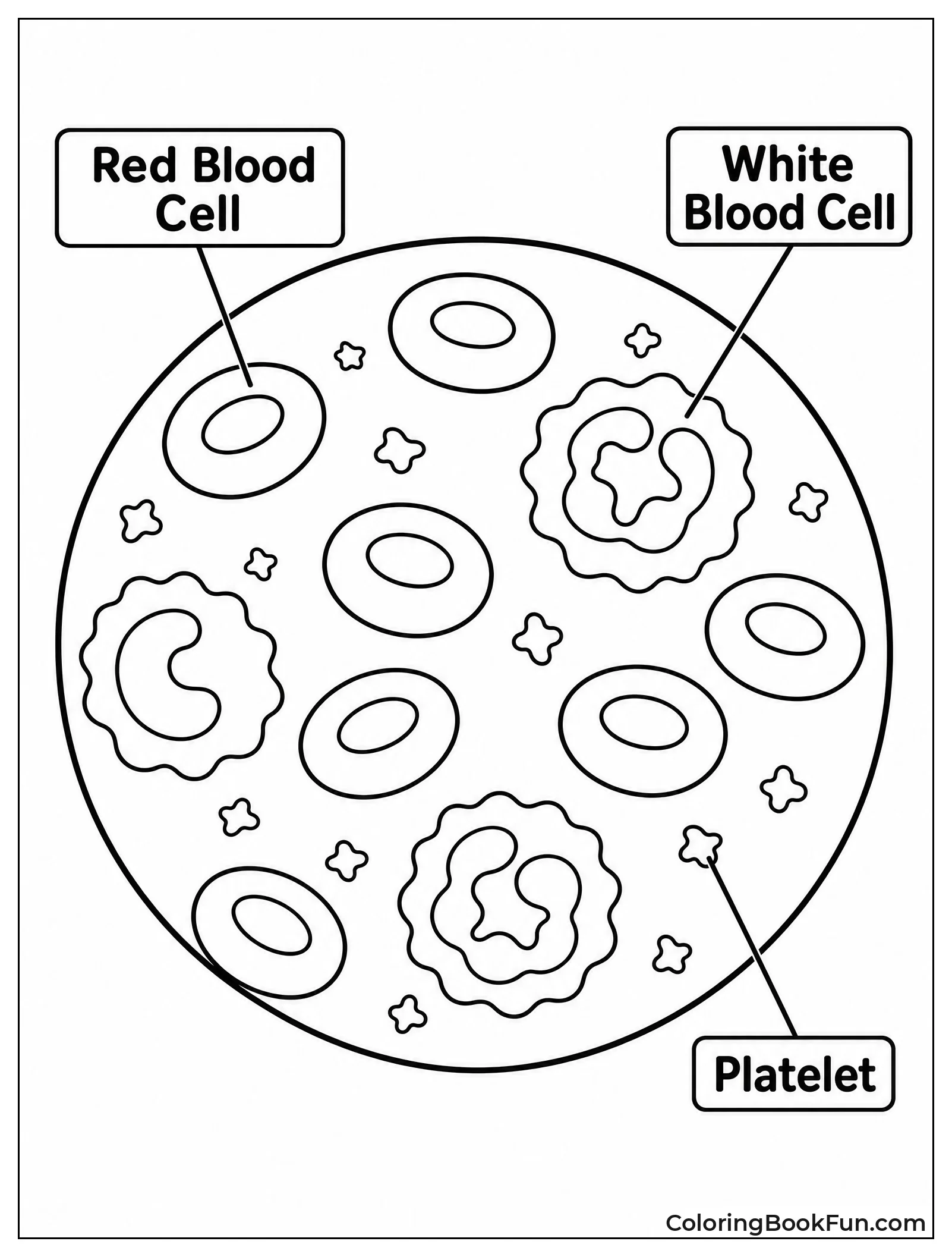 Microscope View Of Blood Cells
