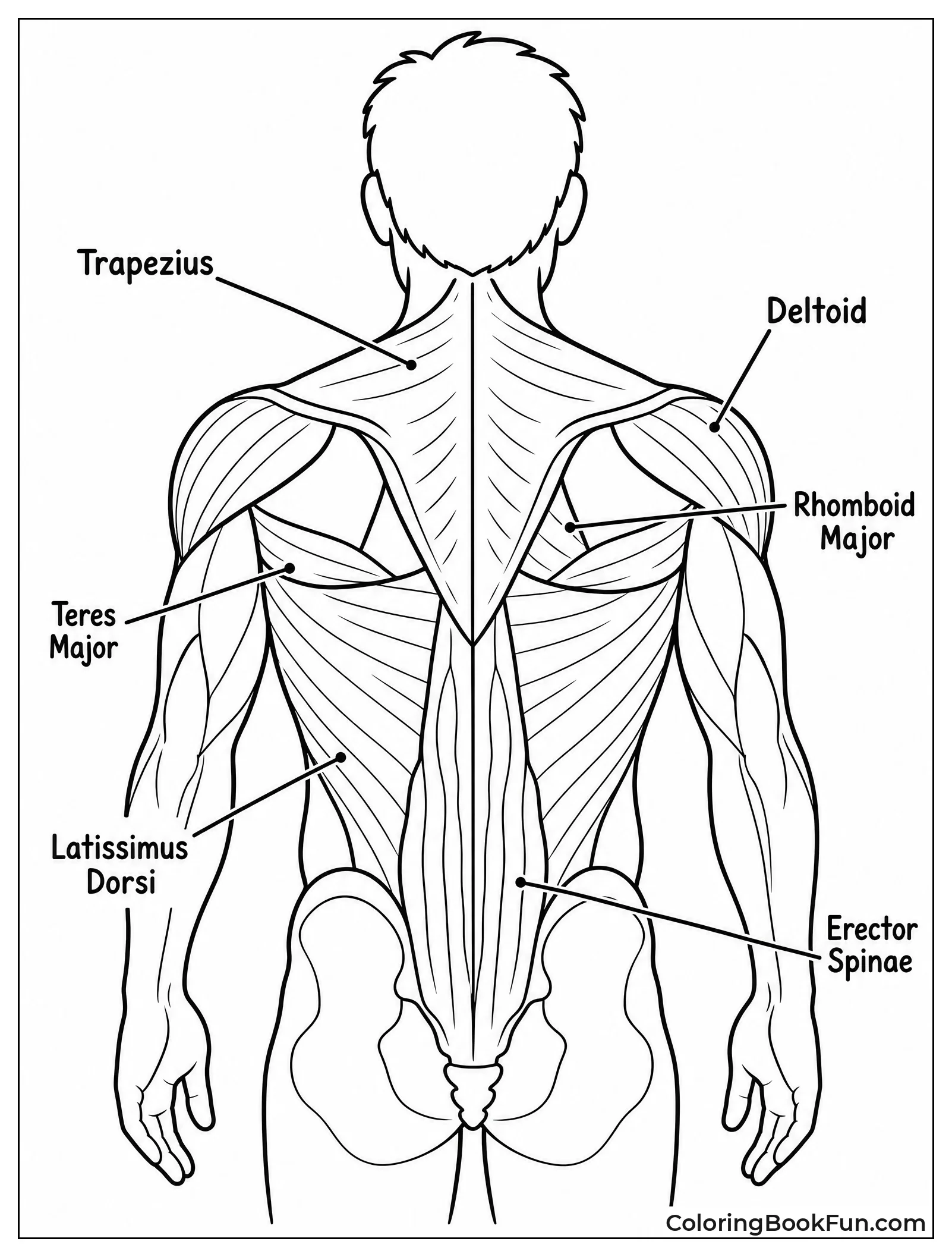 Back View Of Muscular System