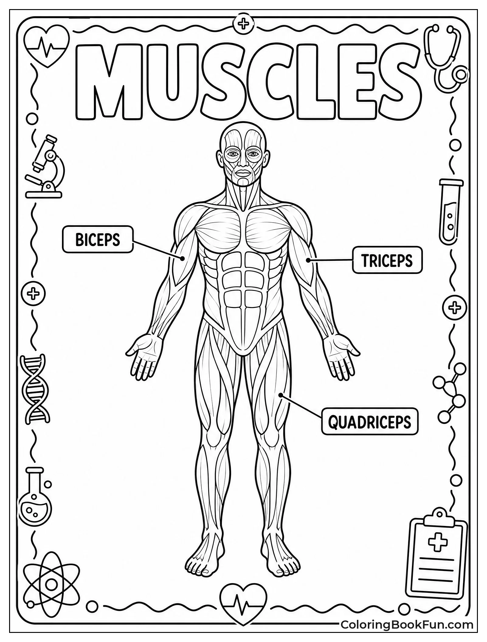 Full Body Muscular System Poster