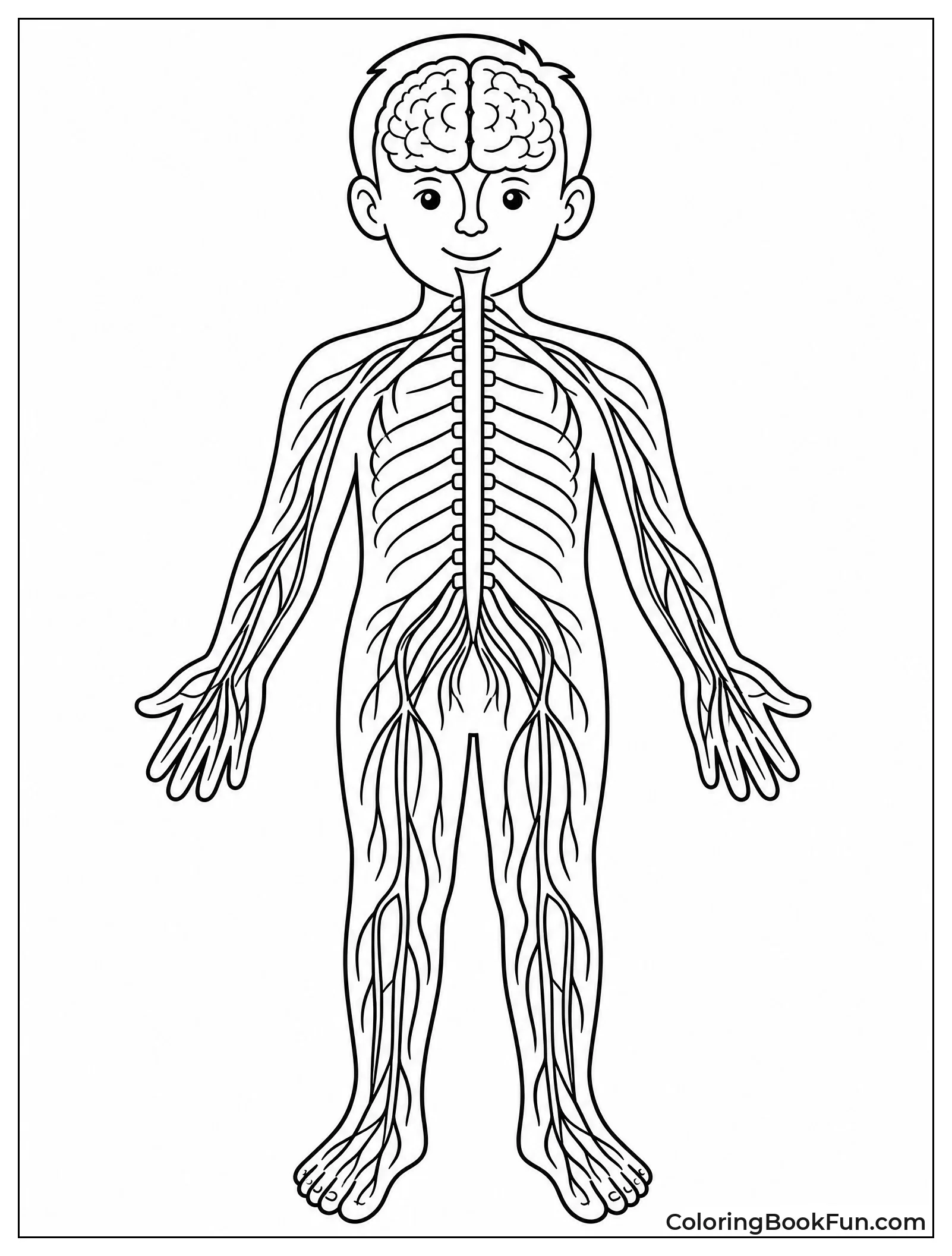 Brain Connects To Spinal Cord