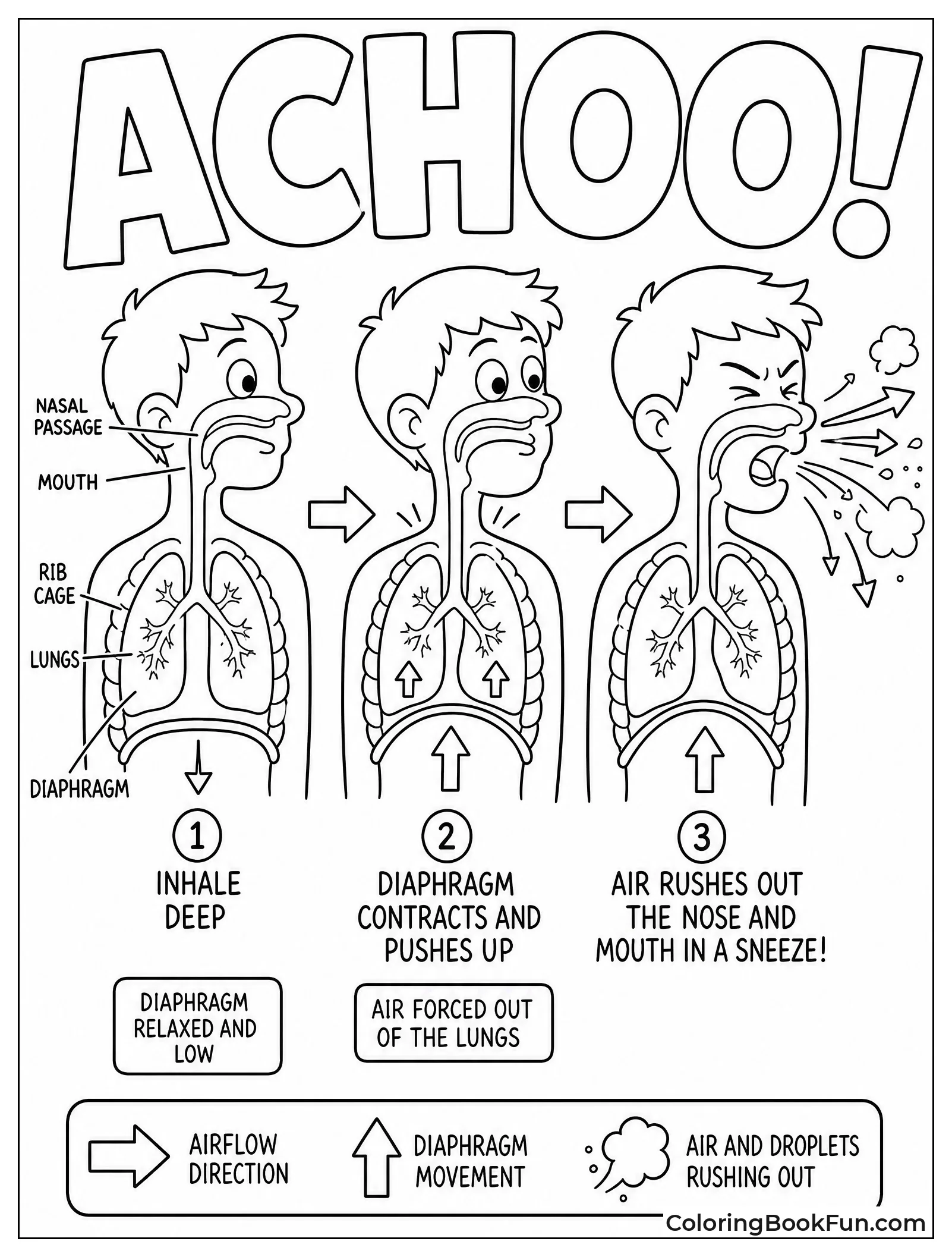 Diaphragm Contracts During a Sneeze
