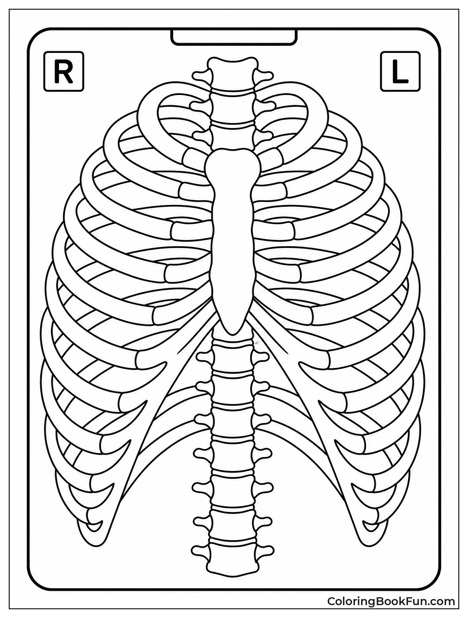 Xray Shows Ribs And Spine
