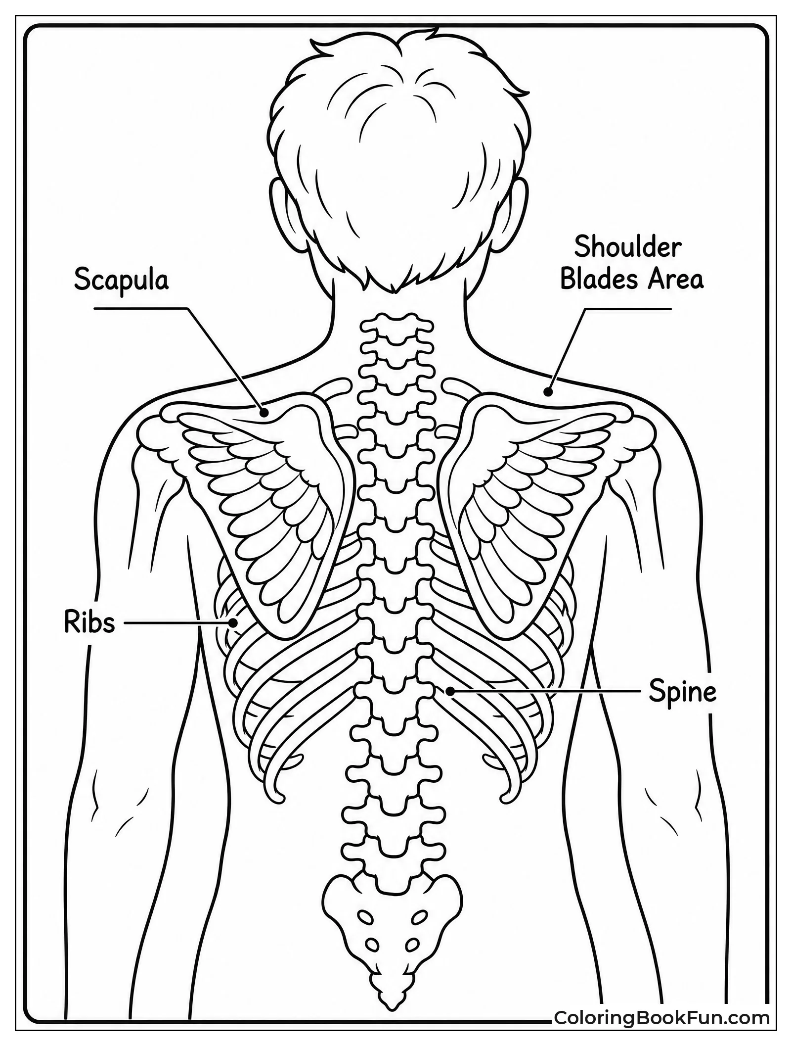 Shoulder Blades Look Like Wings