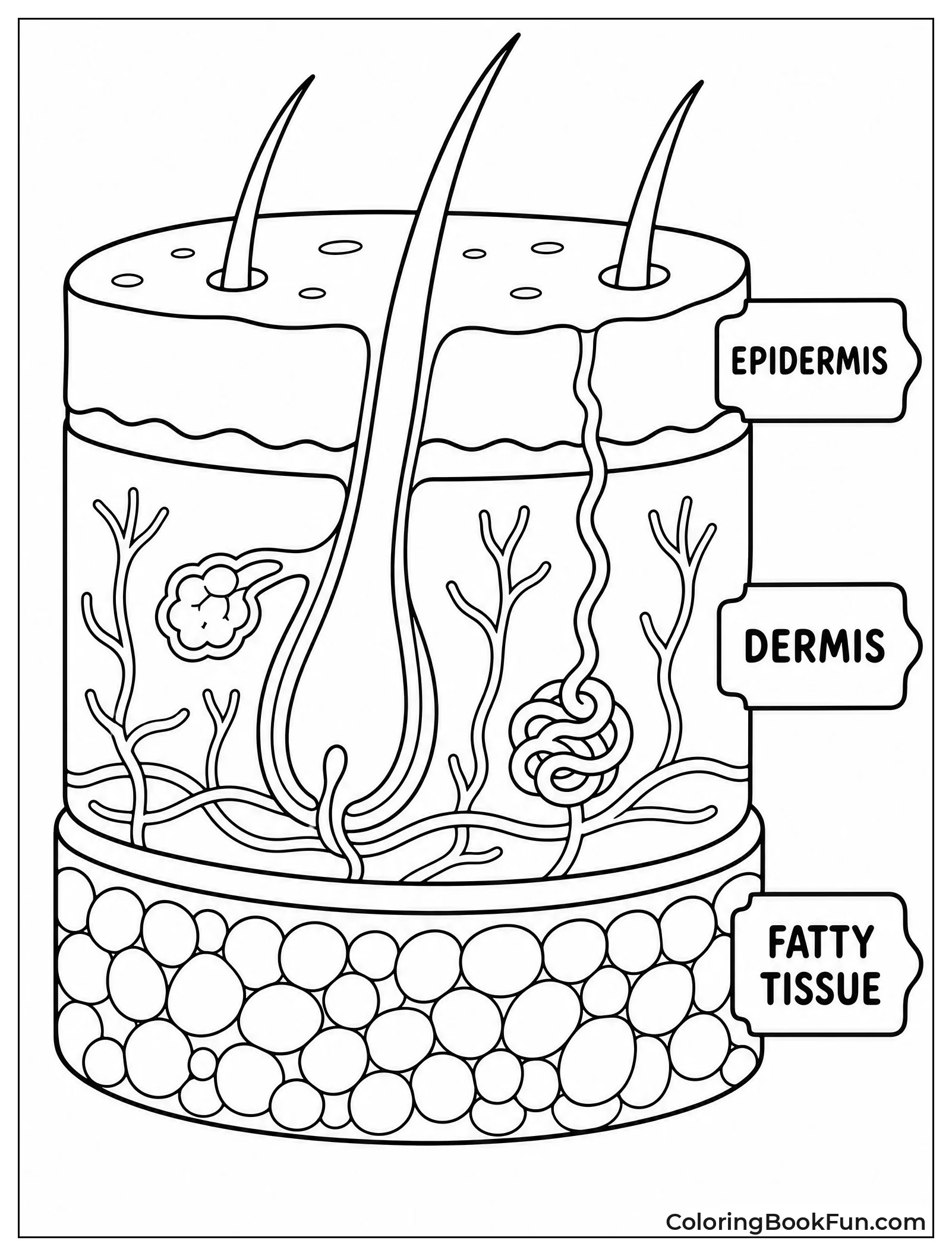 Skin Looks Like Layered Cake
