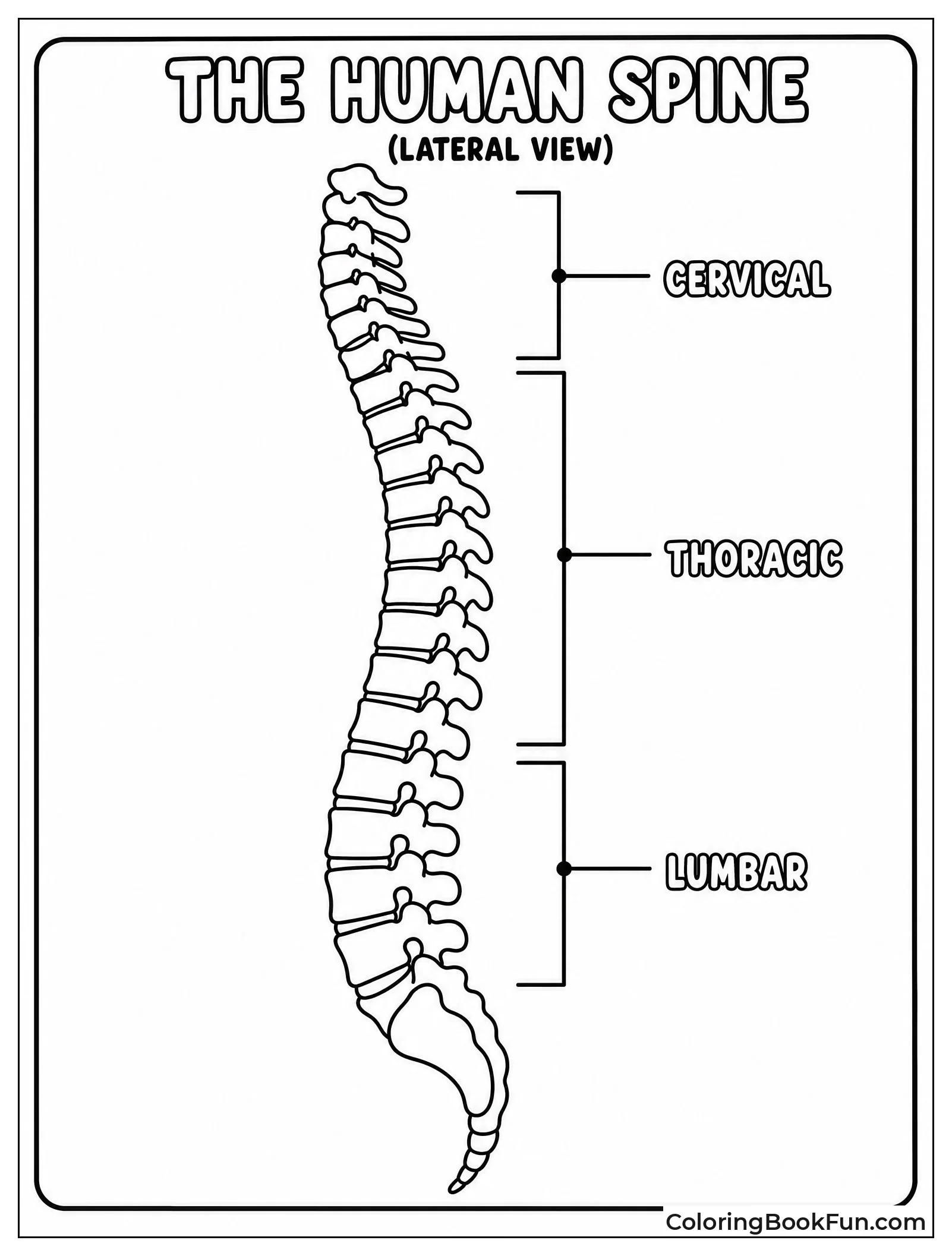 Spine Highlights Vertebrae Regions