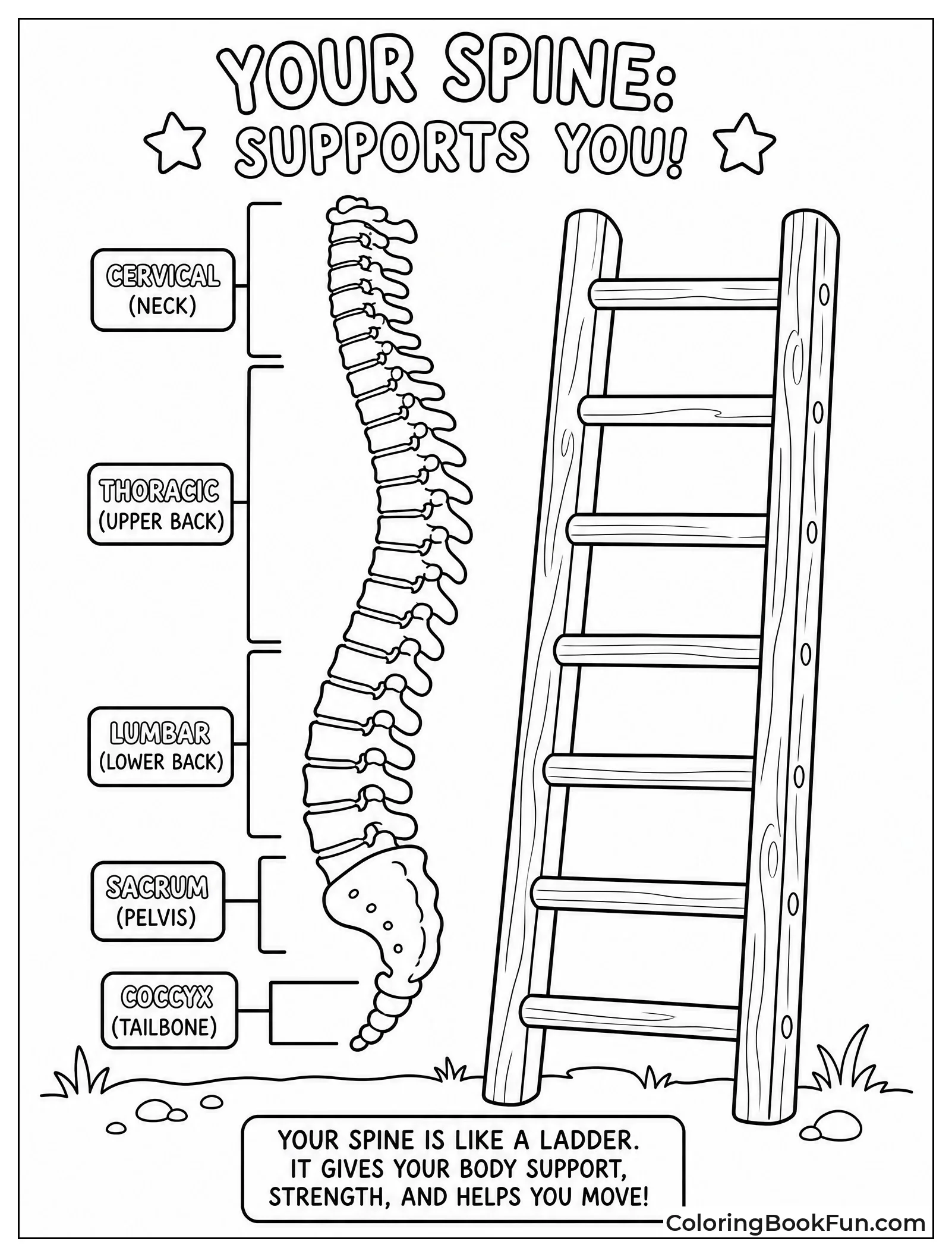 Spine Stands Like a Ladder
