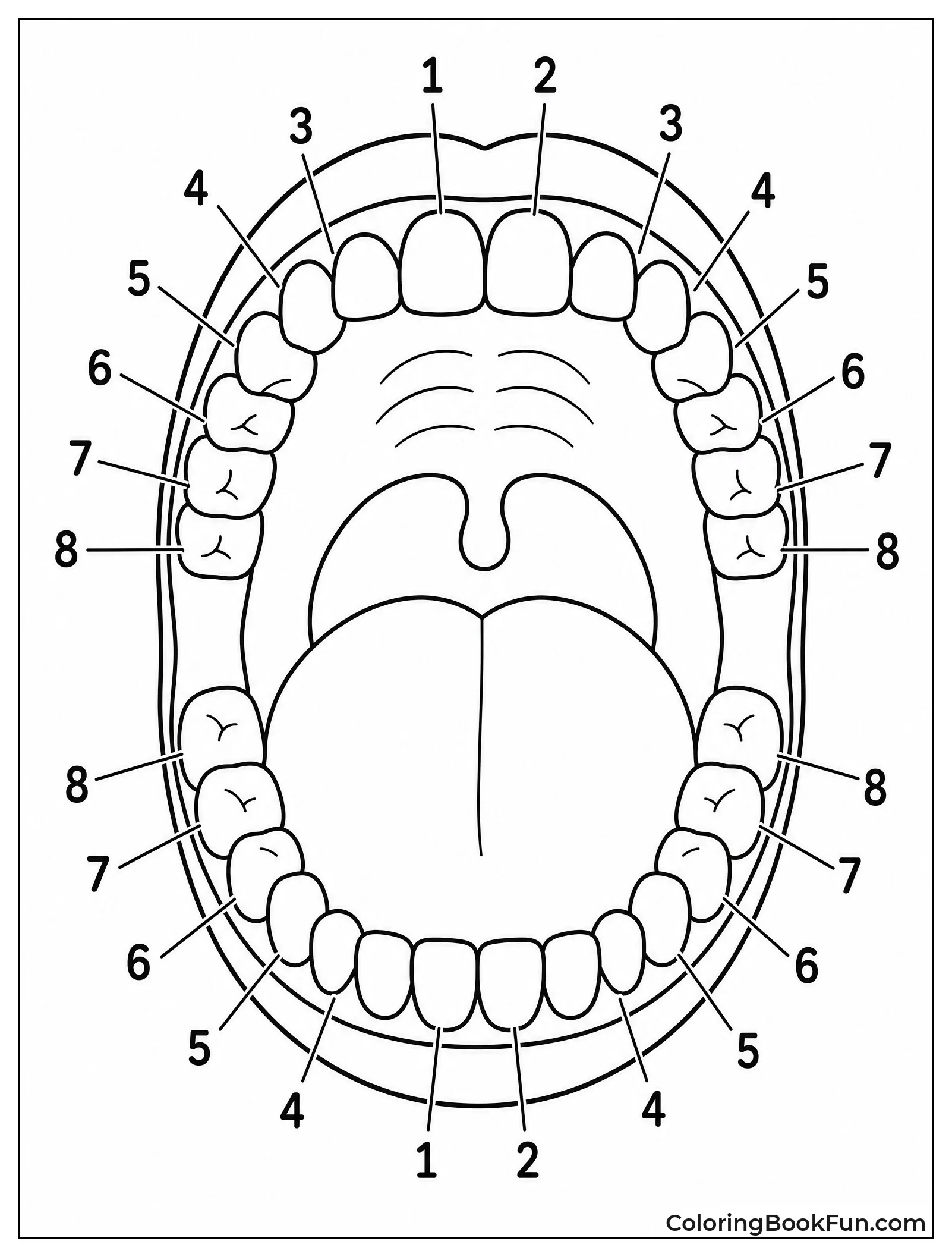 Count Teeth Inside Open Mouth