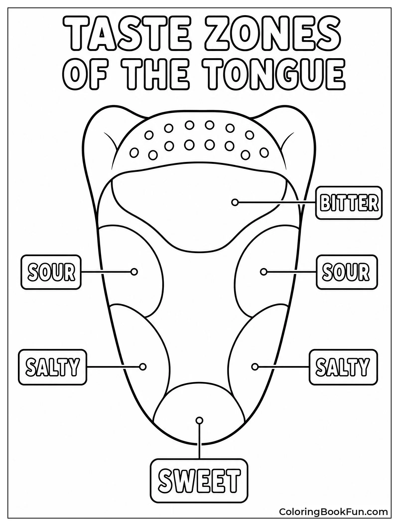 Tongue Map Shows Different Tastes