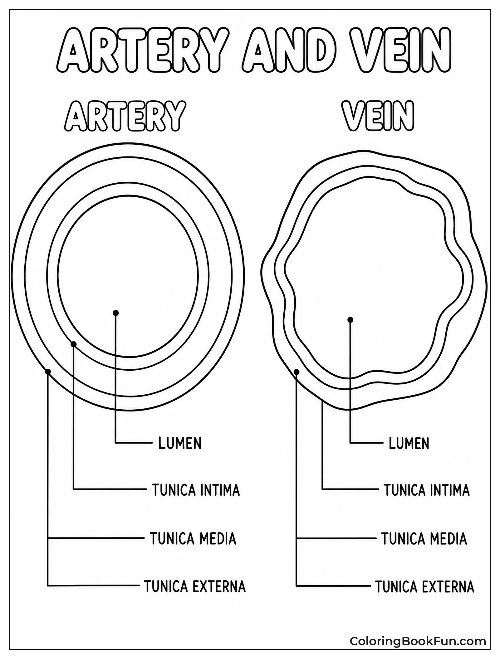 Artery And Vein Cross Sections