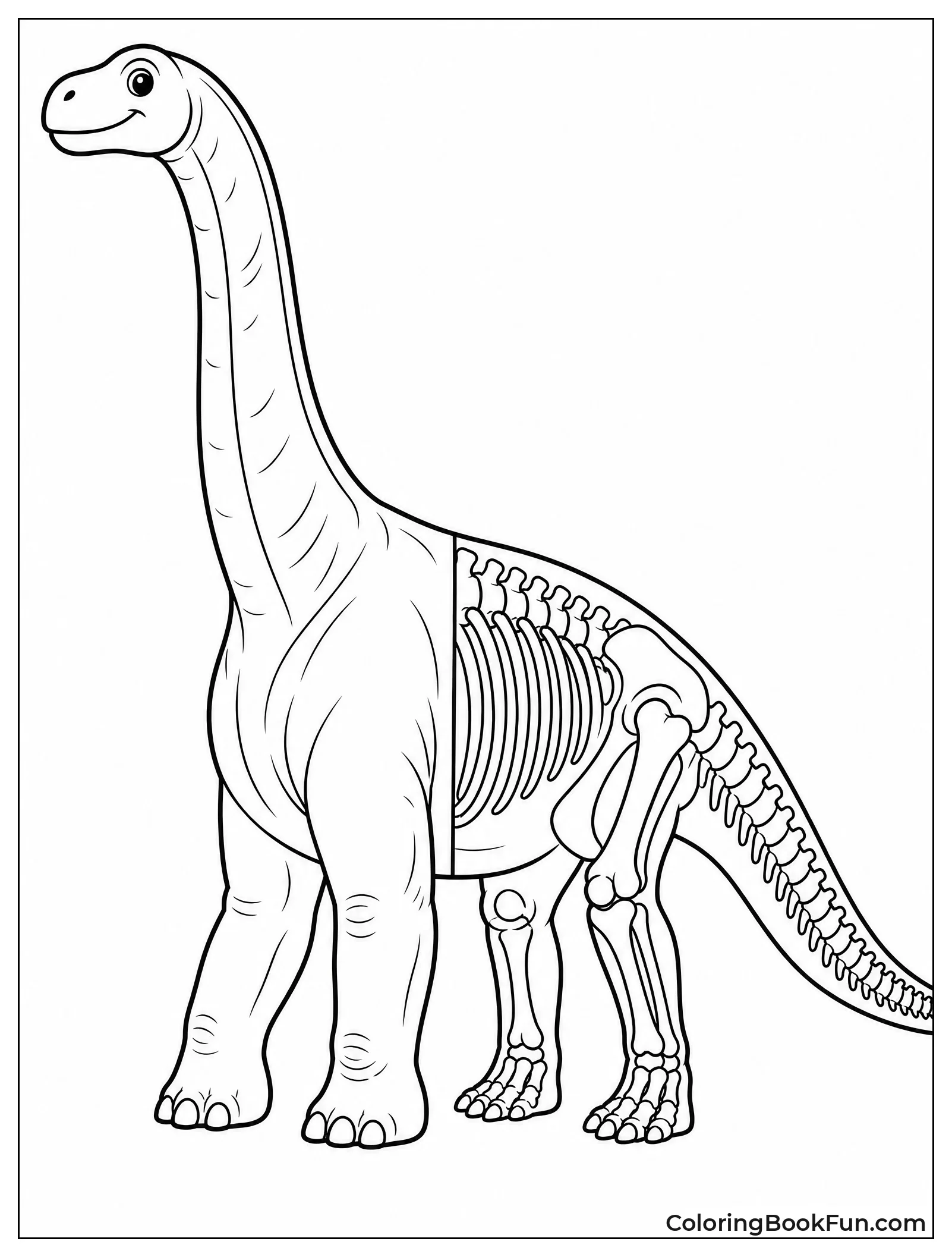 Brachiosaurus Anatomy Cut in Half