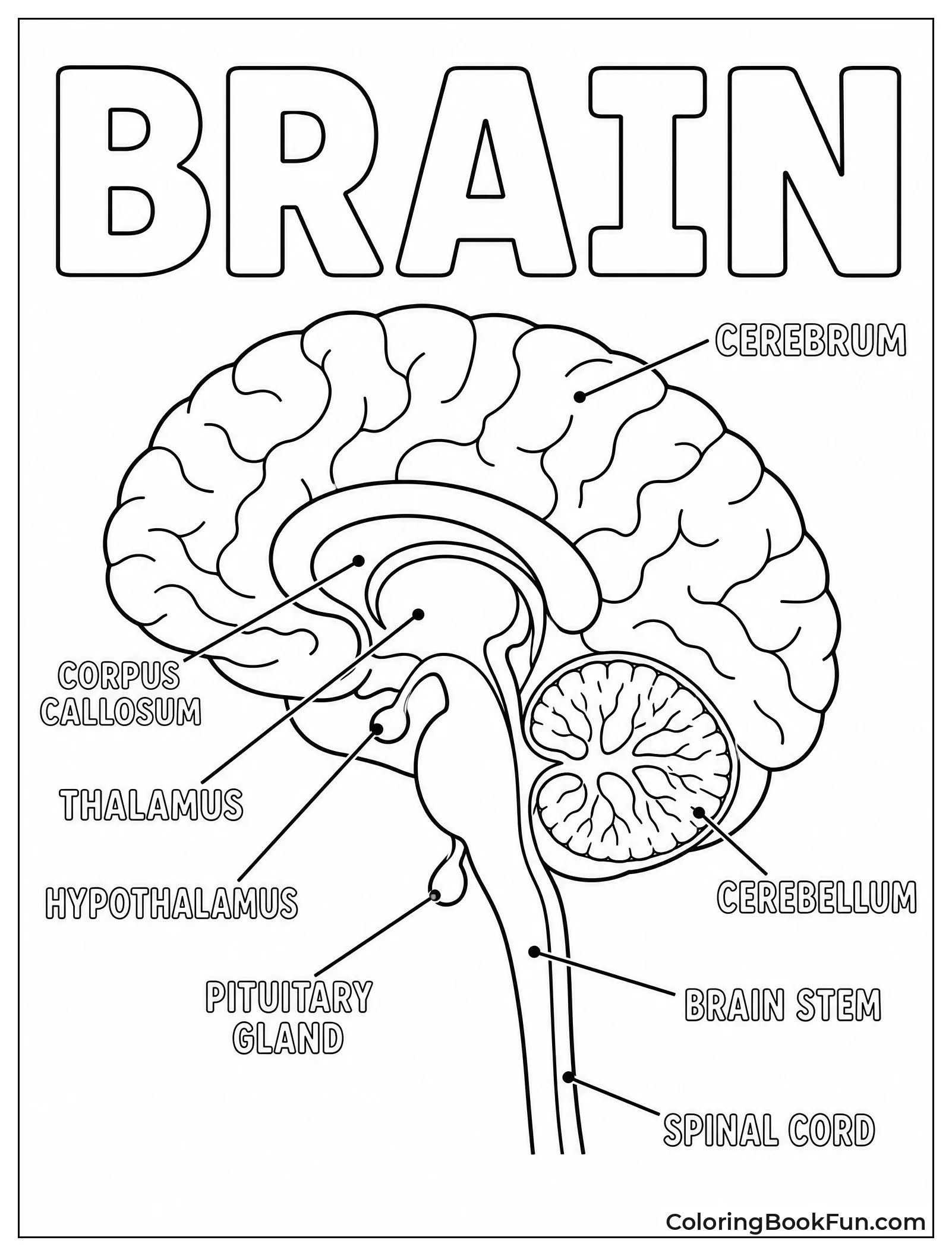 Brain Cross Section With Labels