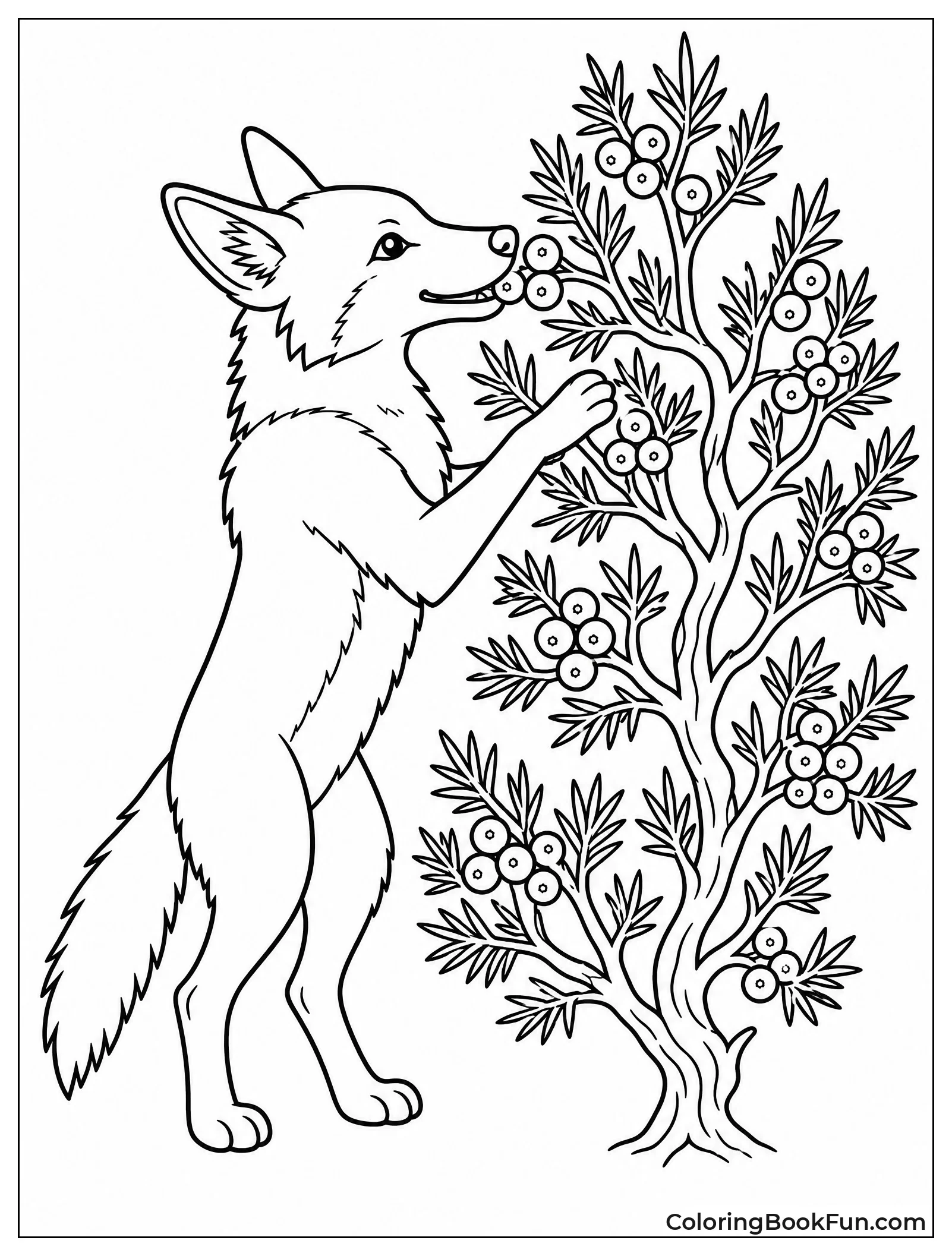 Coyote Reaching for Juniper Berries