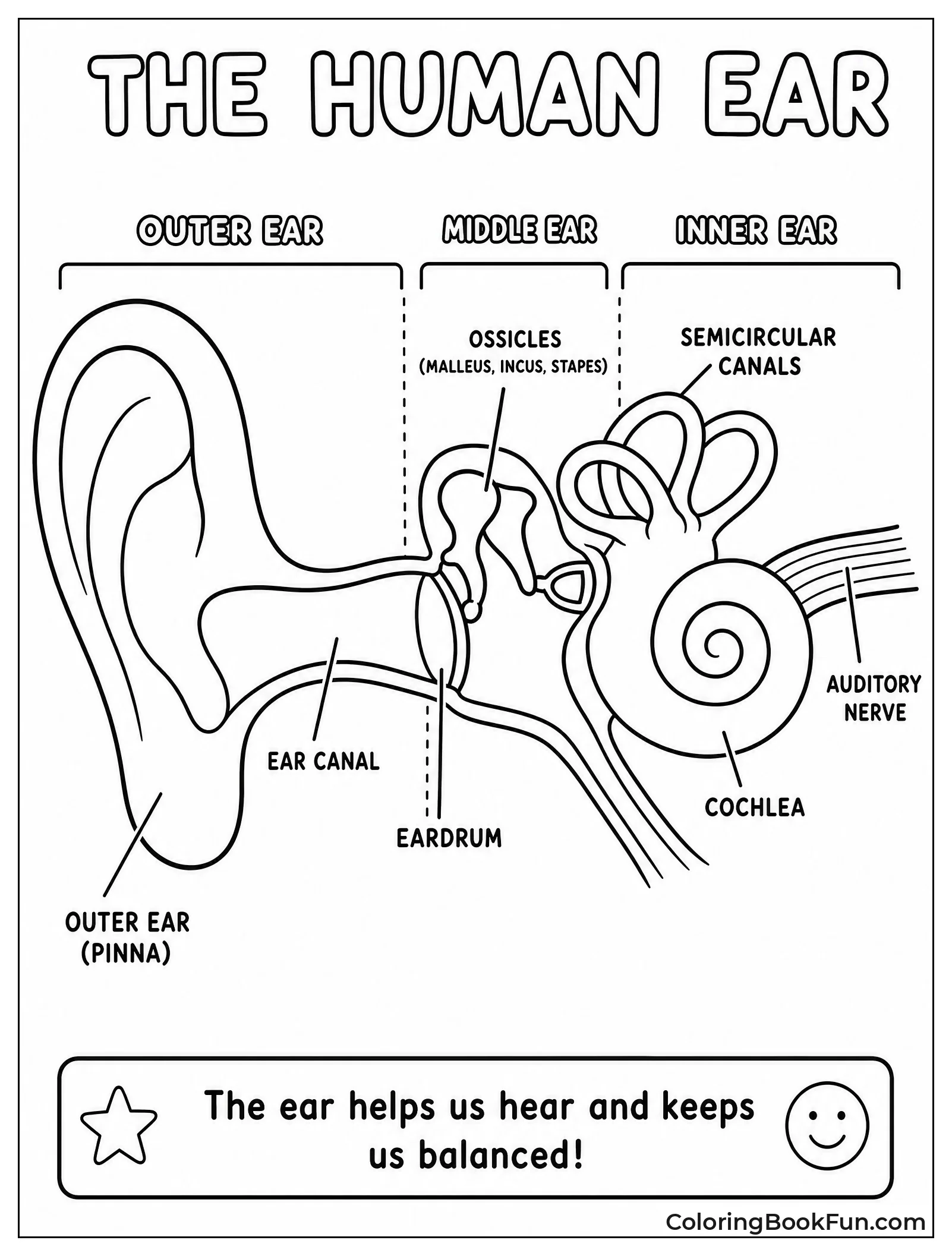 Ear Cross Section Shows Parts